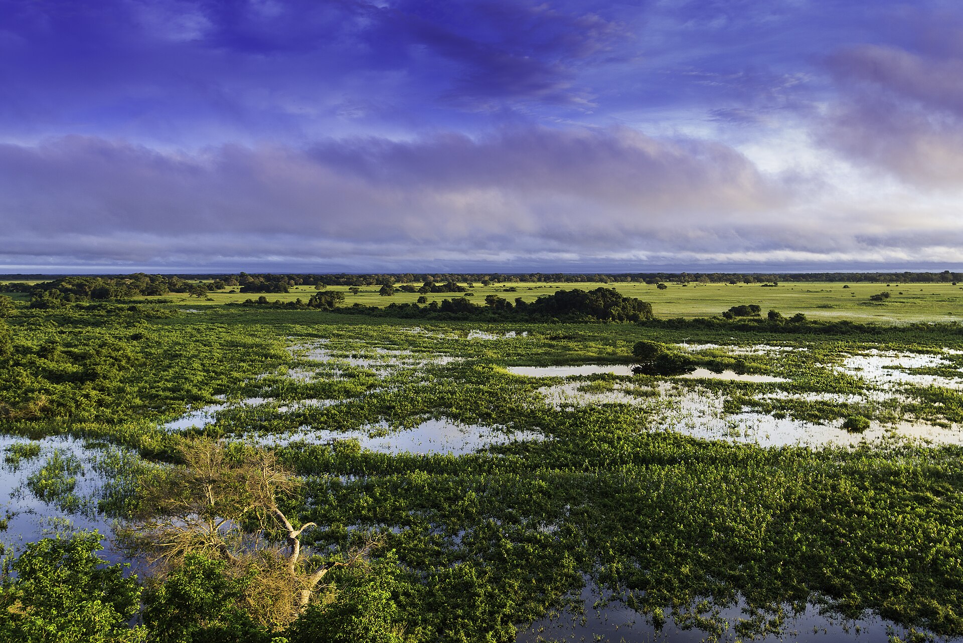 Imagem de referência de Parque Nacional do Pantanal Matogrossense, descrito nos dados abertos como unidade de conservação da natureza pertencente ao governo federal brasileiro