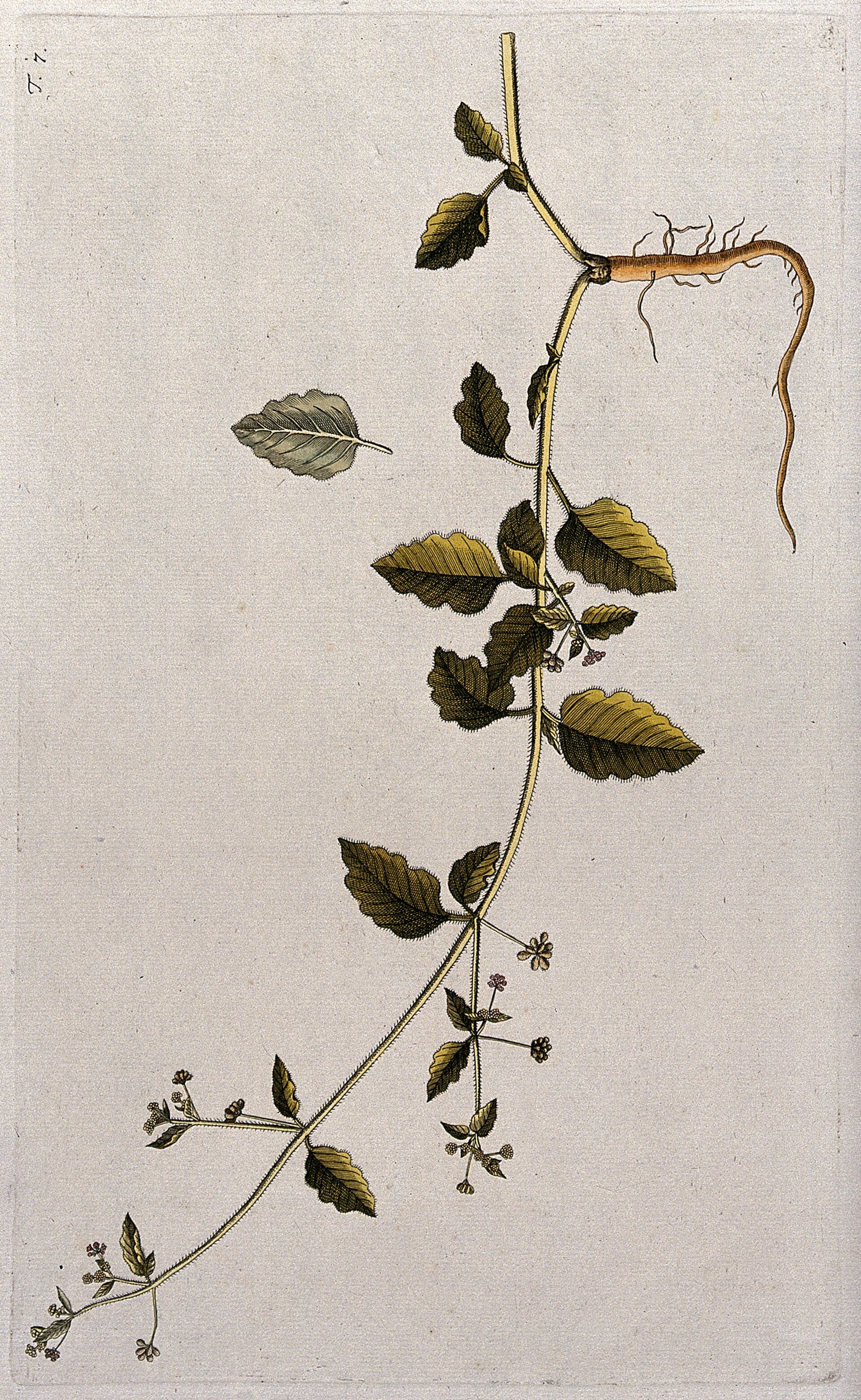 Imagem de referência relacionada a Erva-tostão, item descrito como espécie de planta