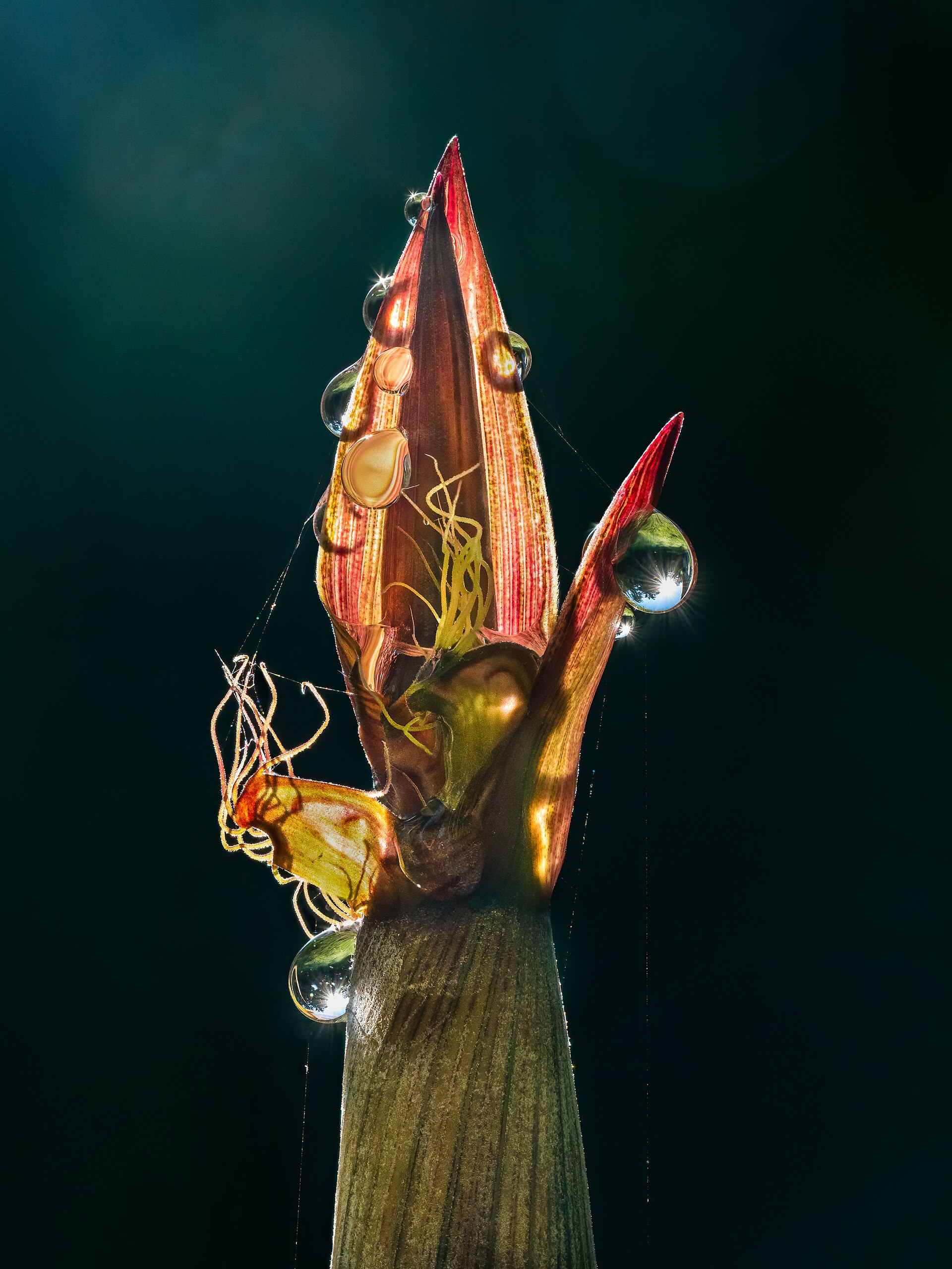 Imagem de referência relacionada a Phyllostachys, item descrito como género de plantas