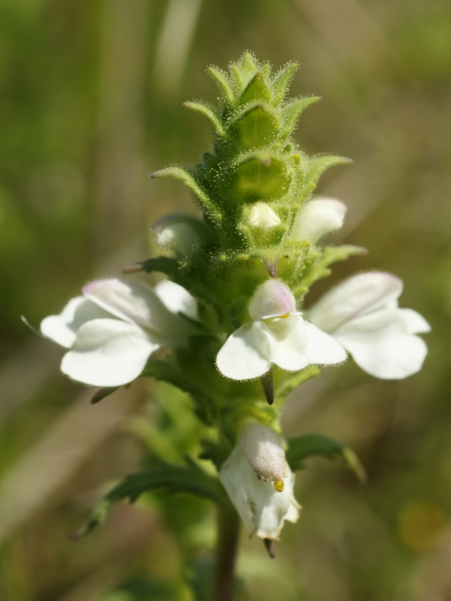 Imagem de referência relacionada a Bartsia trixago, item descrito como espécie de planta