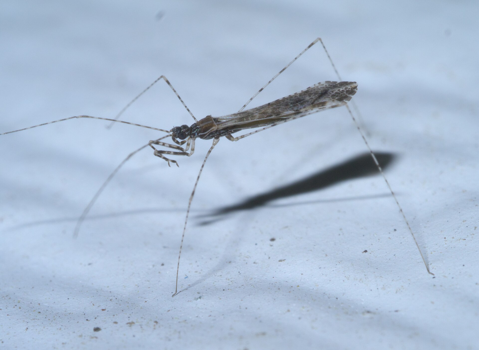 Imagem de referência de Empicoris culiciformis, descrito nos dados abertos como espécie de inseto