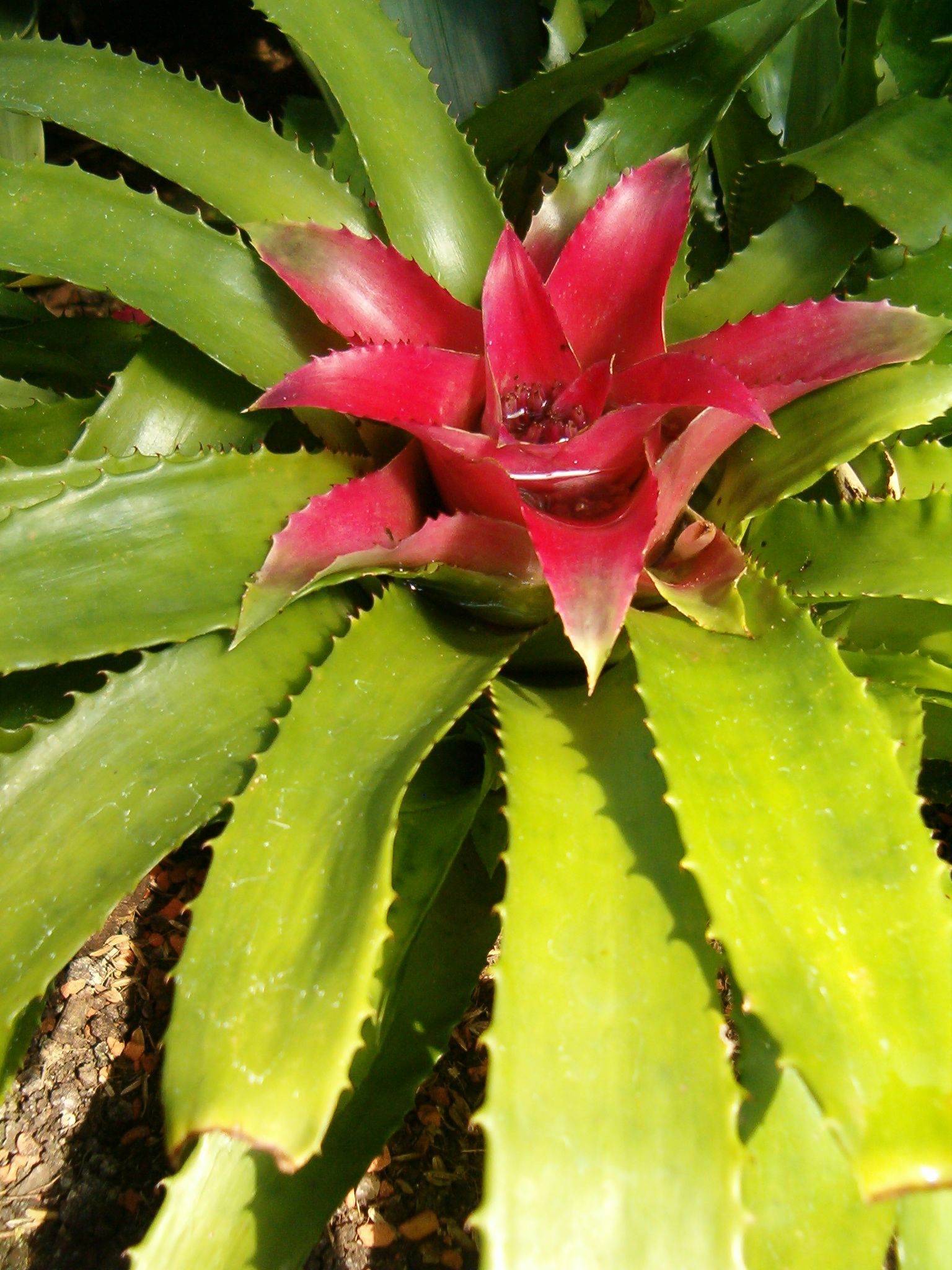 Imagem de referência relacionada a Nidularium, item descrito como género de plantas
