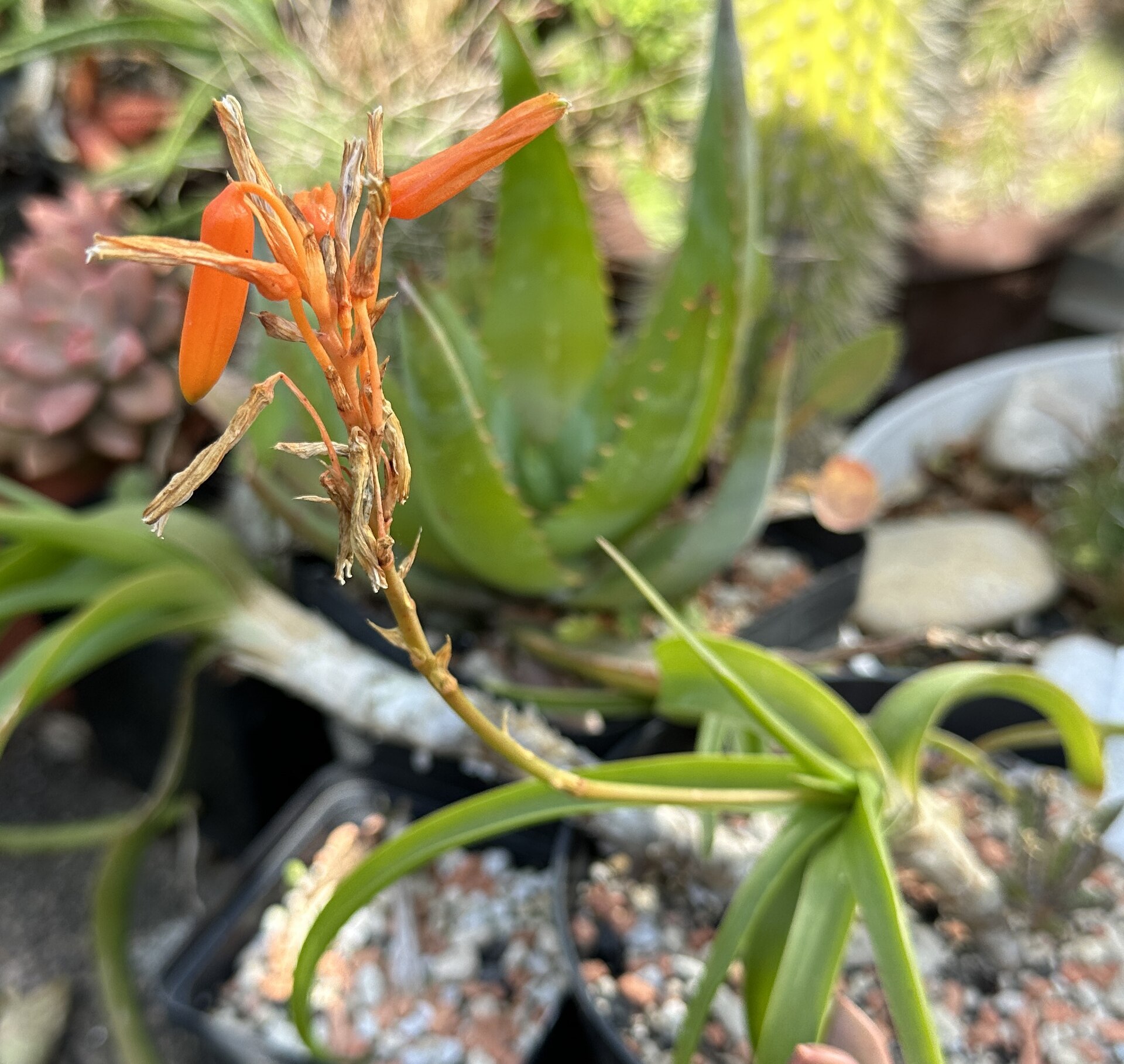 Imagem de referência relacionada a Aloe nubigena, item descrito como espécie de planta