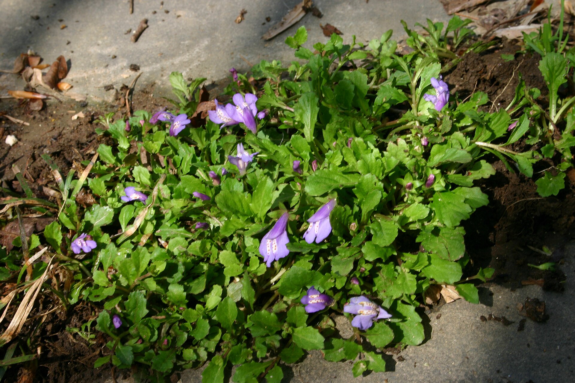 Imagem de referência relacionada a Mazus, item descrito como género de plantas
