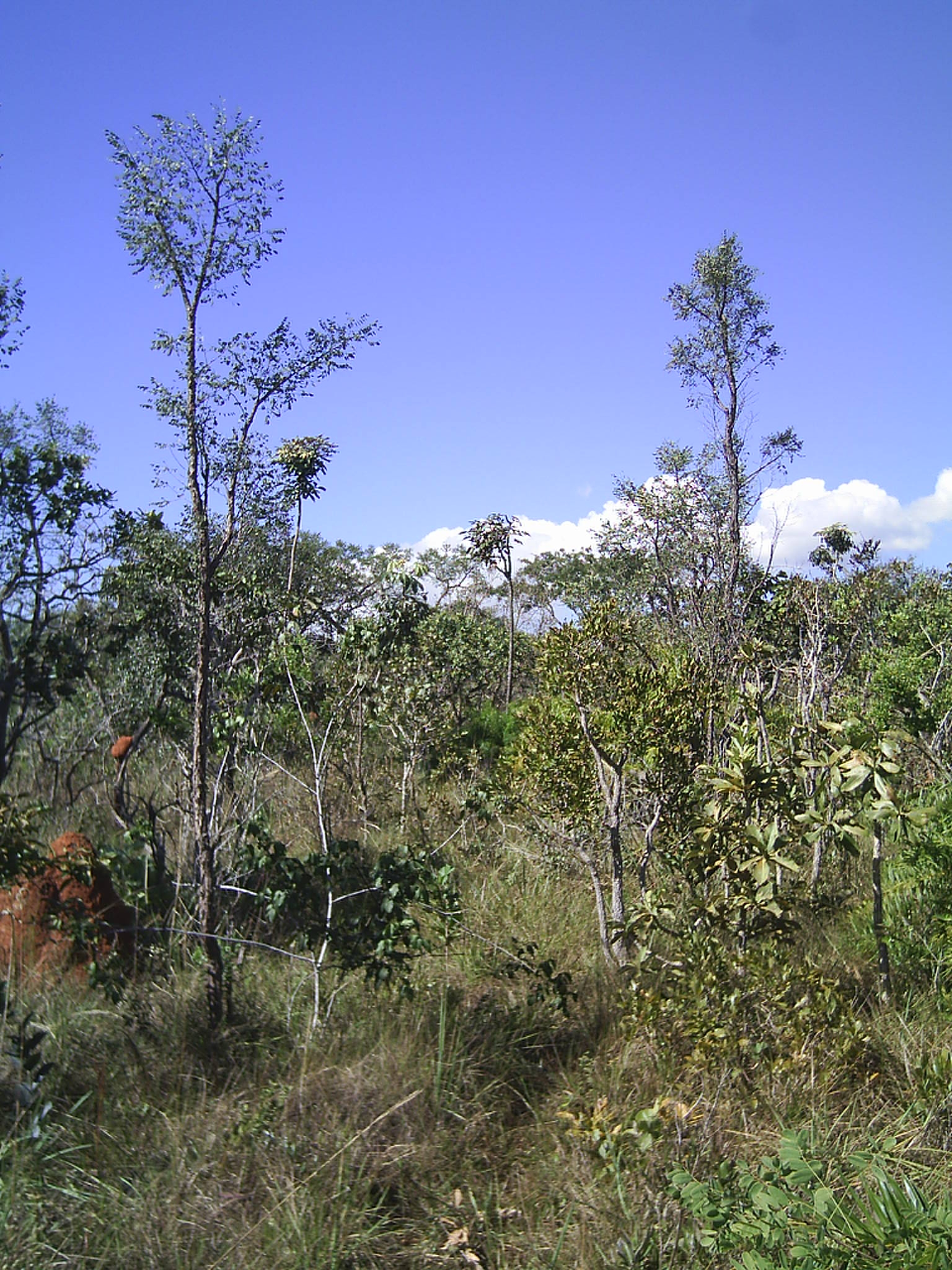 Imagem de referência de Cerrado, descrito nos dados abertos como bioma brasileiro com características típicas da savana