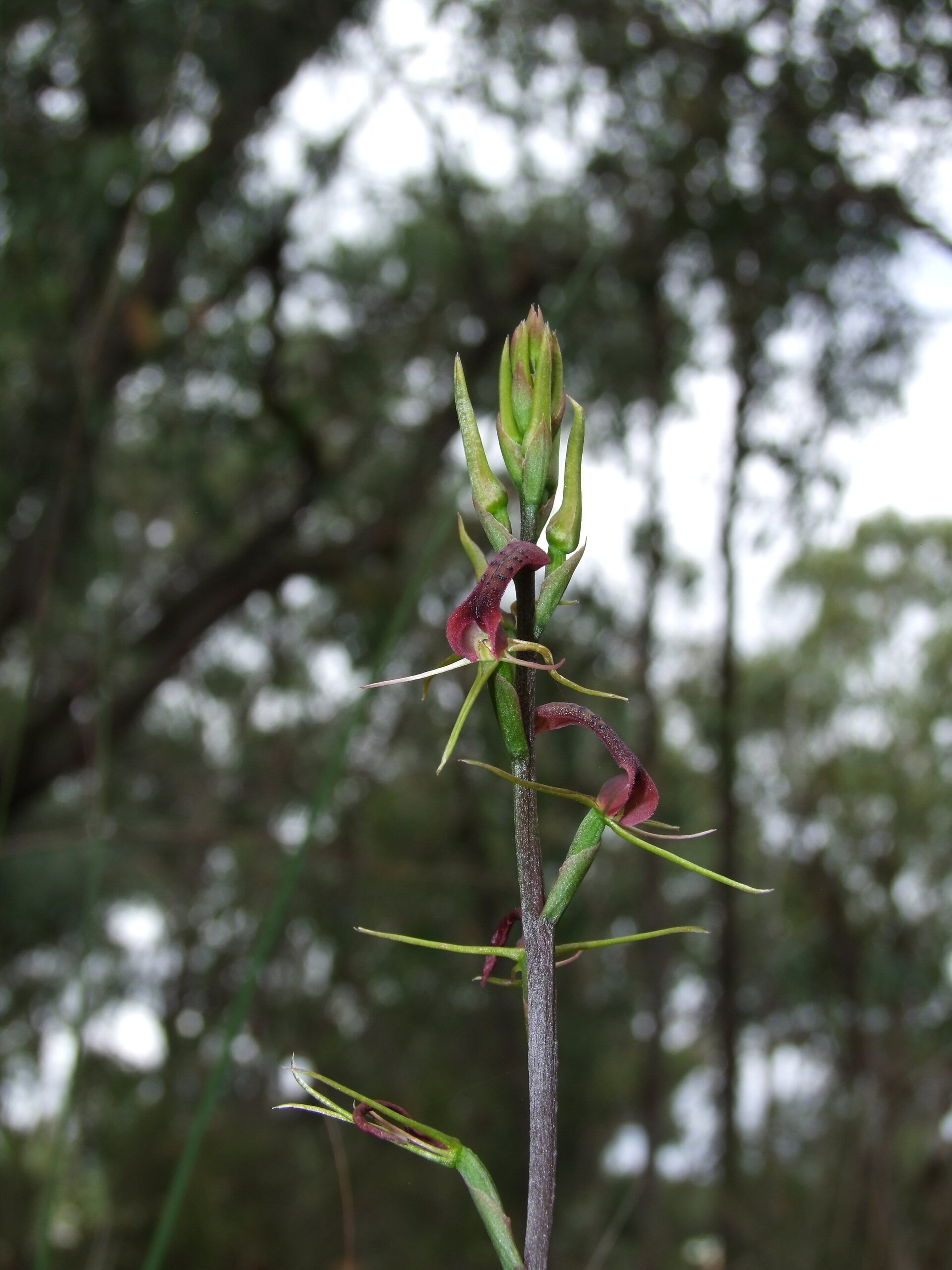 Imagem de referência relacionada a Cryptostylis leptochila, item descrito como espécie de planta