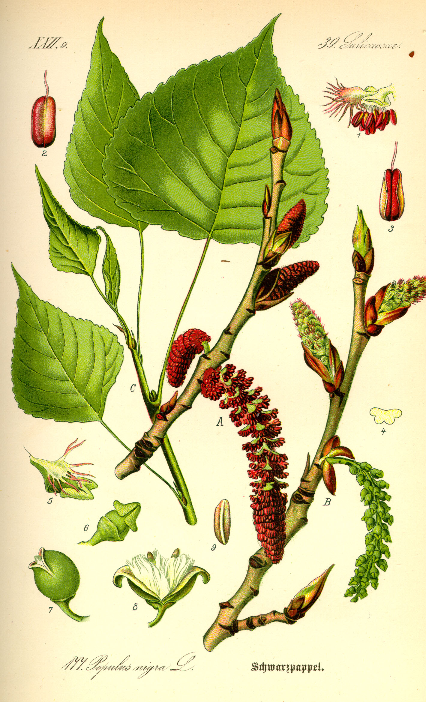 Imagem de referência relacionada a choupo, item descrito como género de plantas