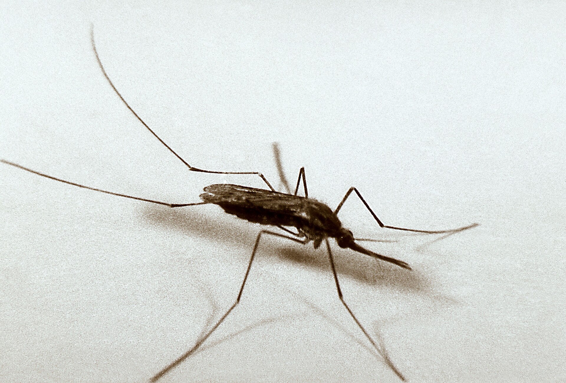 Imagem de referência de Anopheles q­rimaculatus, descrito nos dados abertos como espécie de inseto