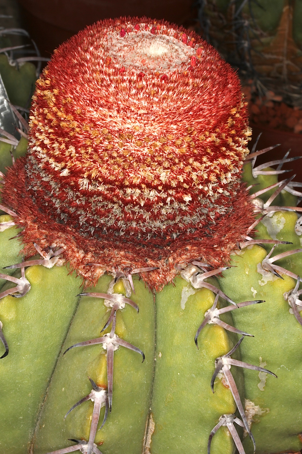 Imagem de referência relacionada a Melocactus paucispinus, item descrito como espécie de planta