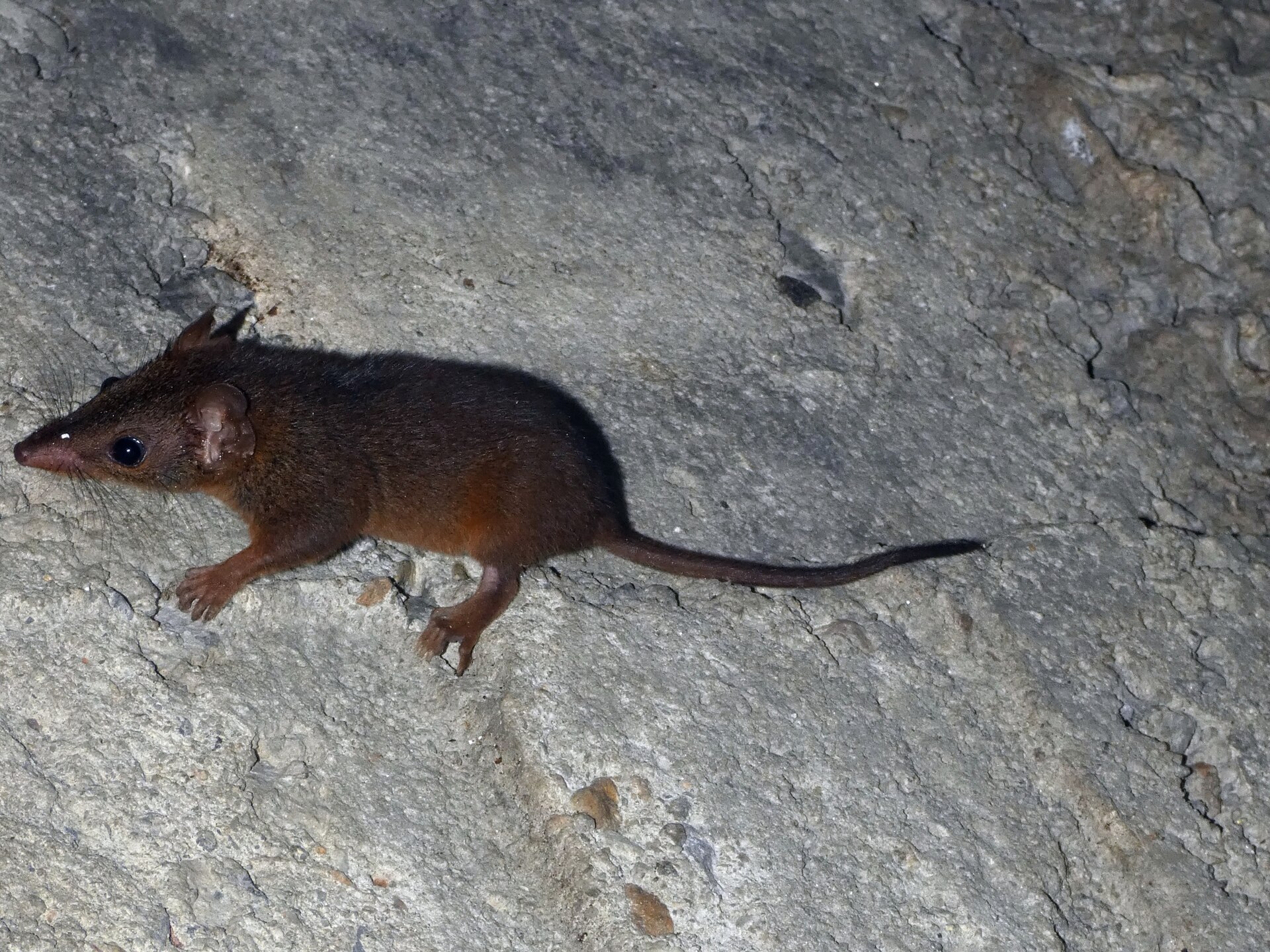Imagem de referência relacionada a Antechinus adustus, item descrito como espécie de marsupiais