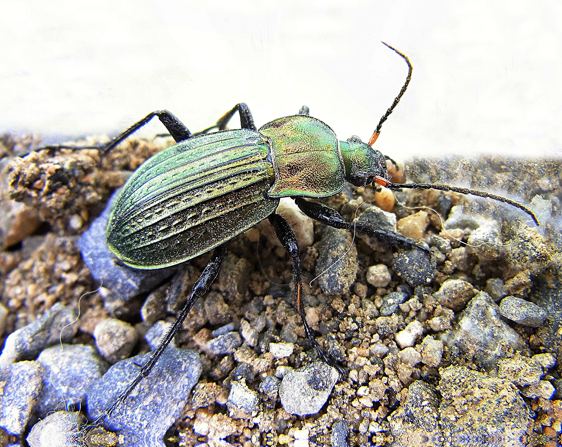 Imagem de referência relacionada a Carabus cancellatus, item descrito como espécie de inseto