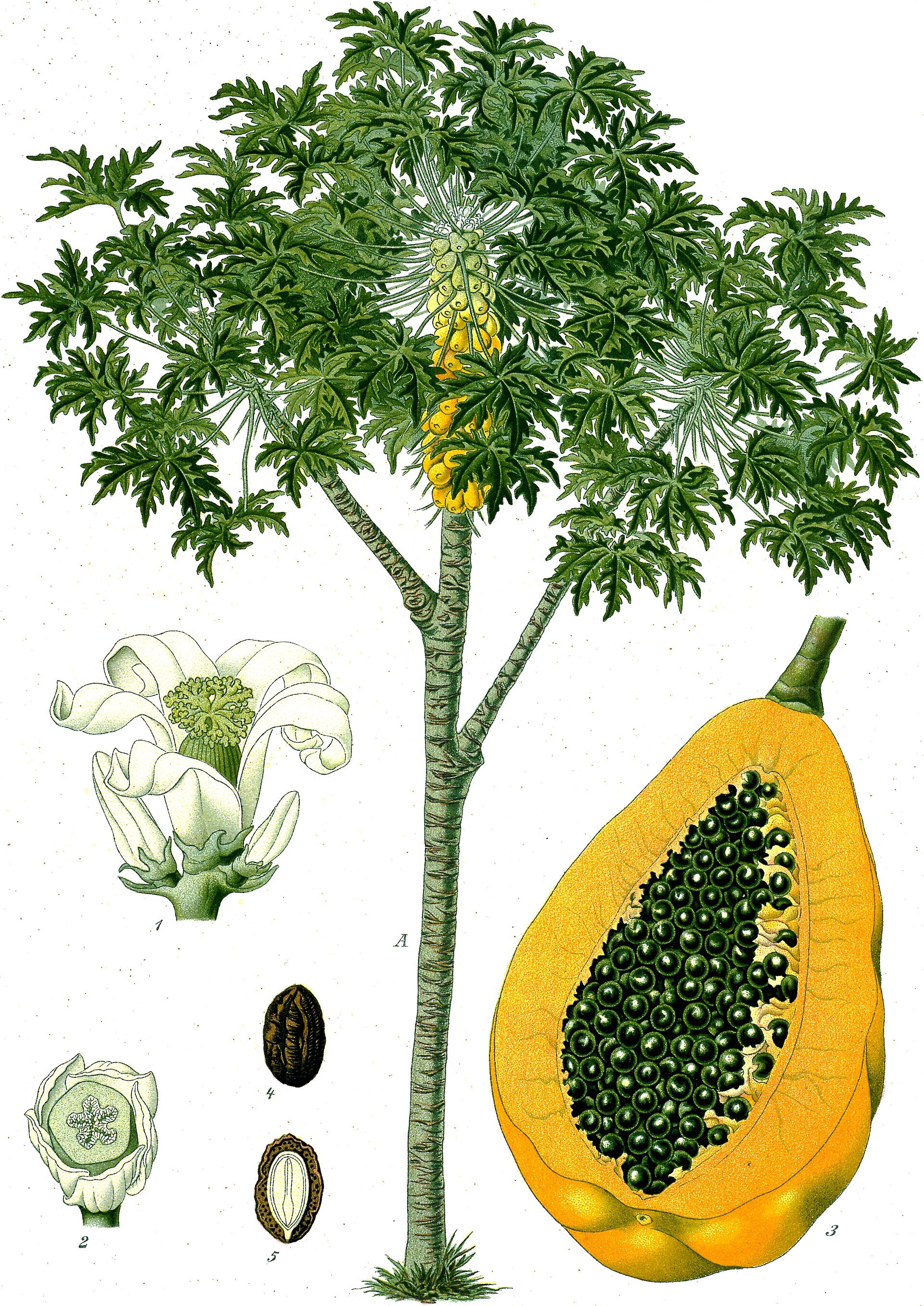 Imagem de referência relacionada a mamão, item descrito como espécie de fruteira tropical