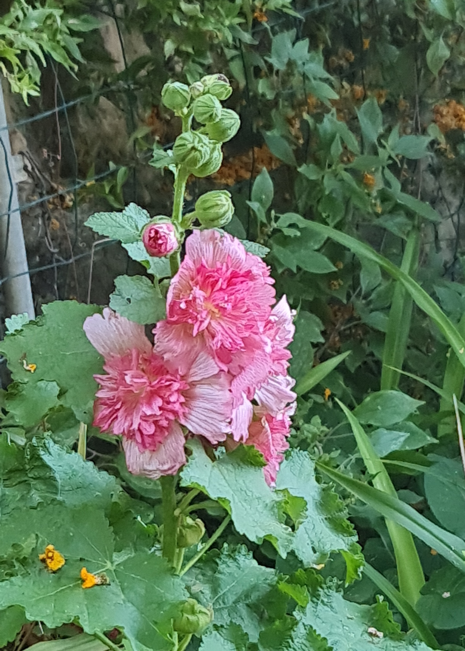 Imagem de referência relacionada a Alcea rosea, item descrito como espécie de planta