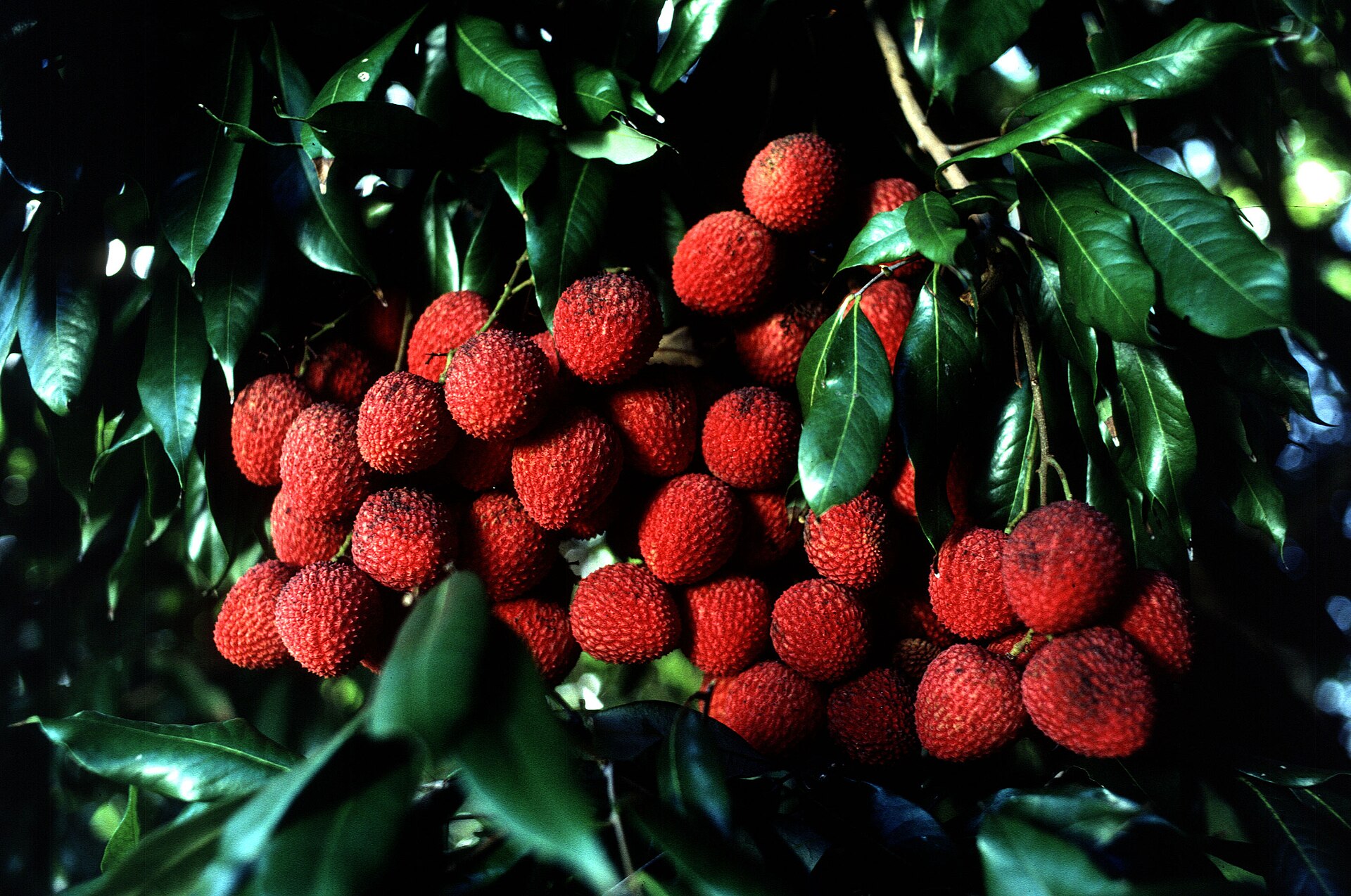 Imagem de referência relacionada a Litchi chinensis, item descrito como espécie de planta