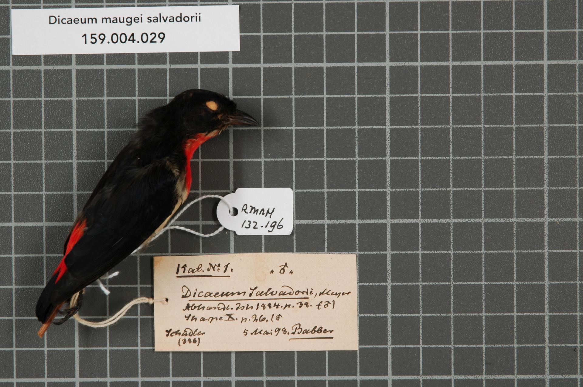 Imagem de referência relacionada a Dicaeum maugei, item descrito como espécie de ave