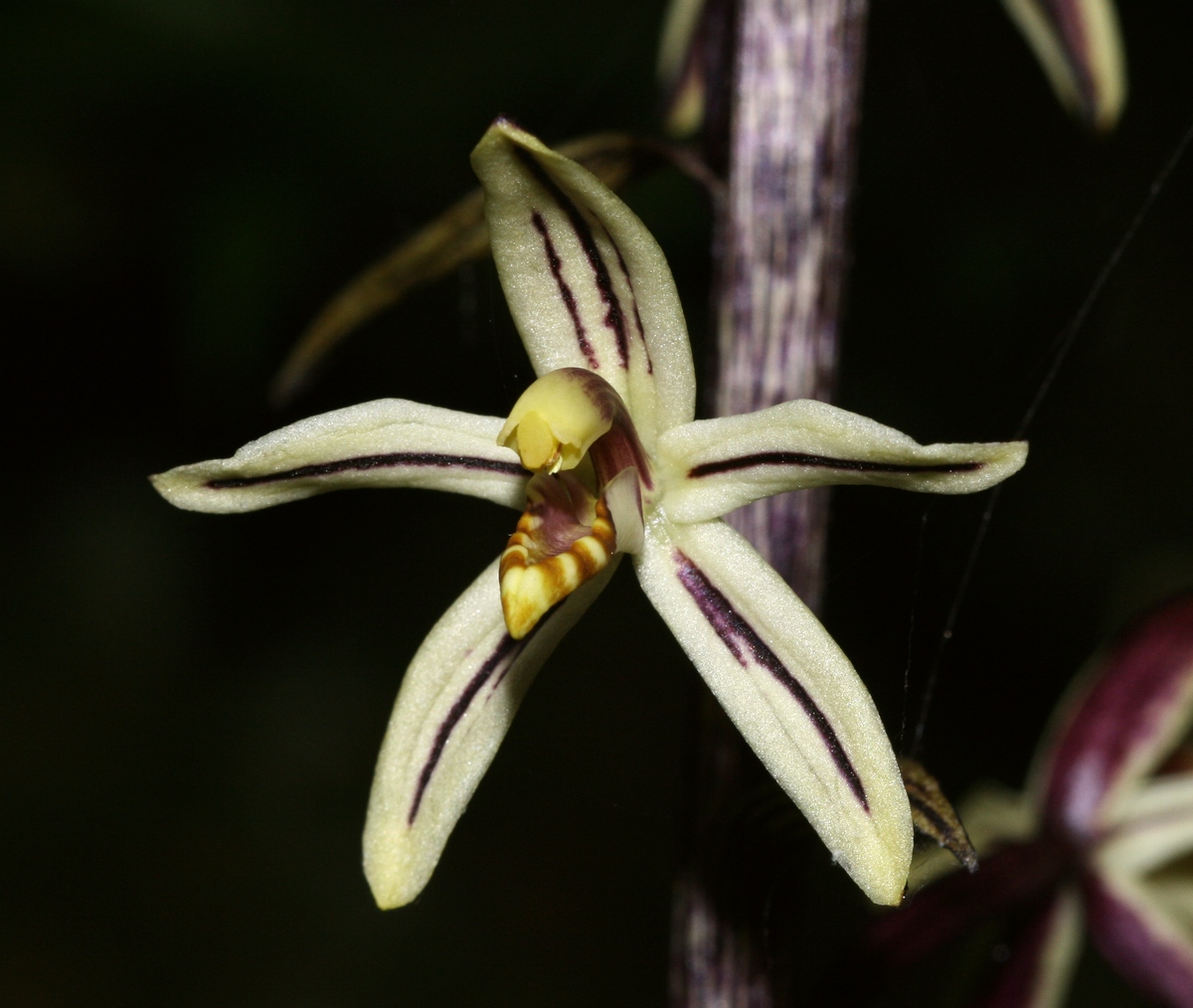 Imagem de referência relacionada a Aphyllorchis, item descrito como género de plantas