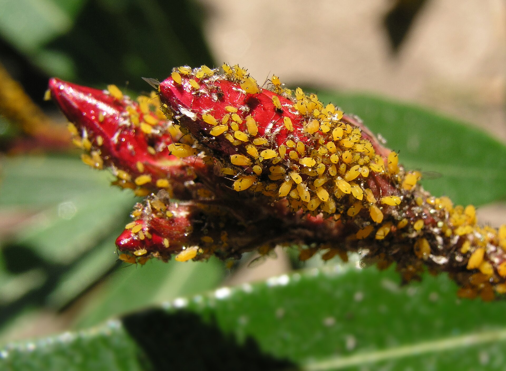 Imagem de referência relacionada a Hemiptera, item descrito como ordem de insetos