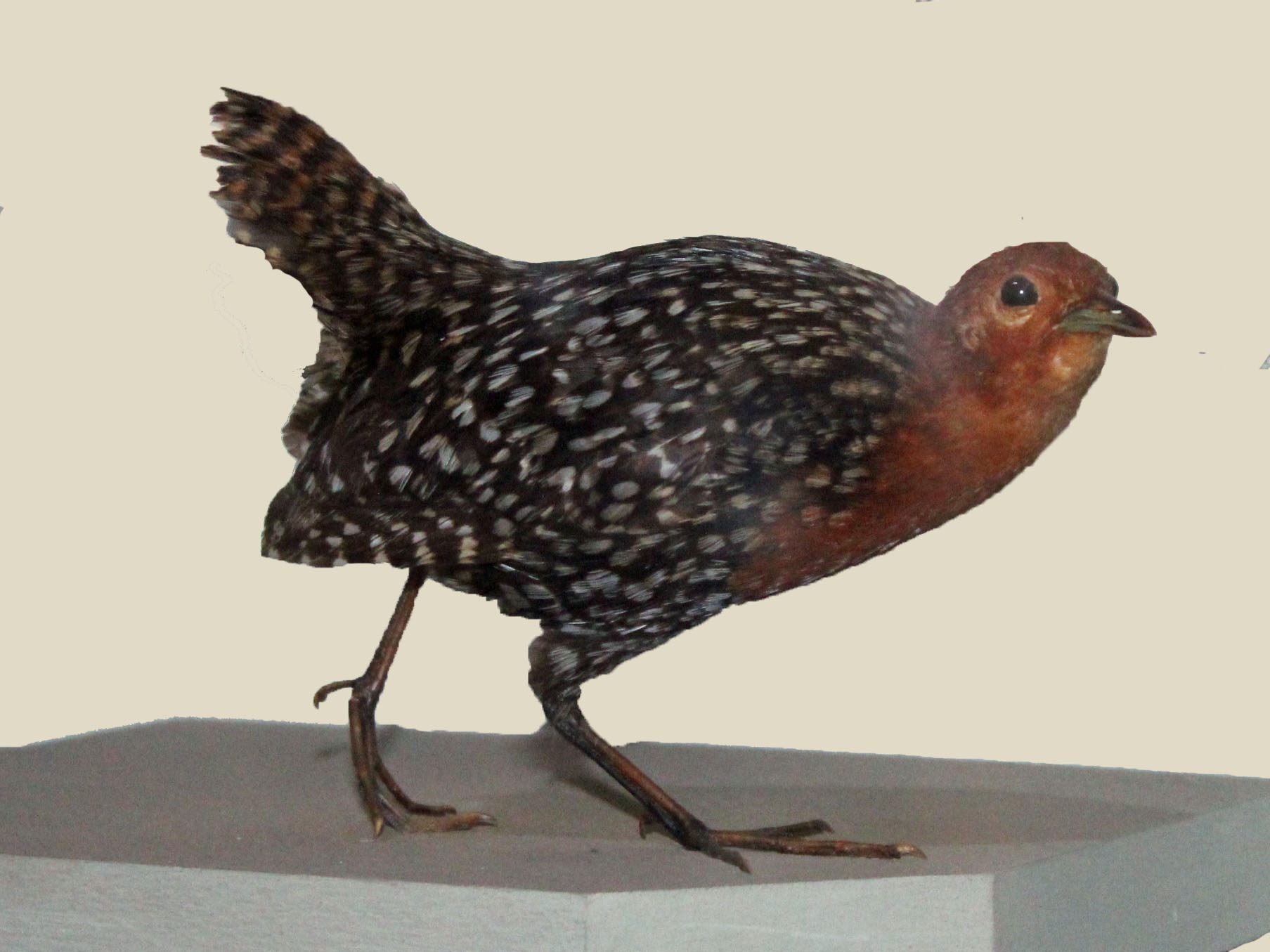 Imagem de referência relacionada a Frango-d’água-elegante, item descrito como espécie de ave
