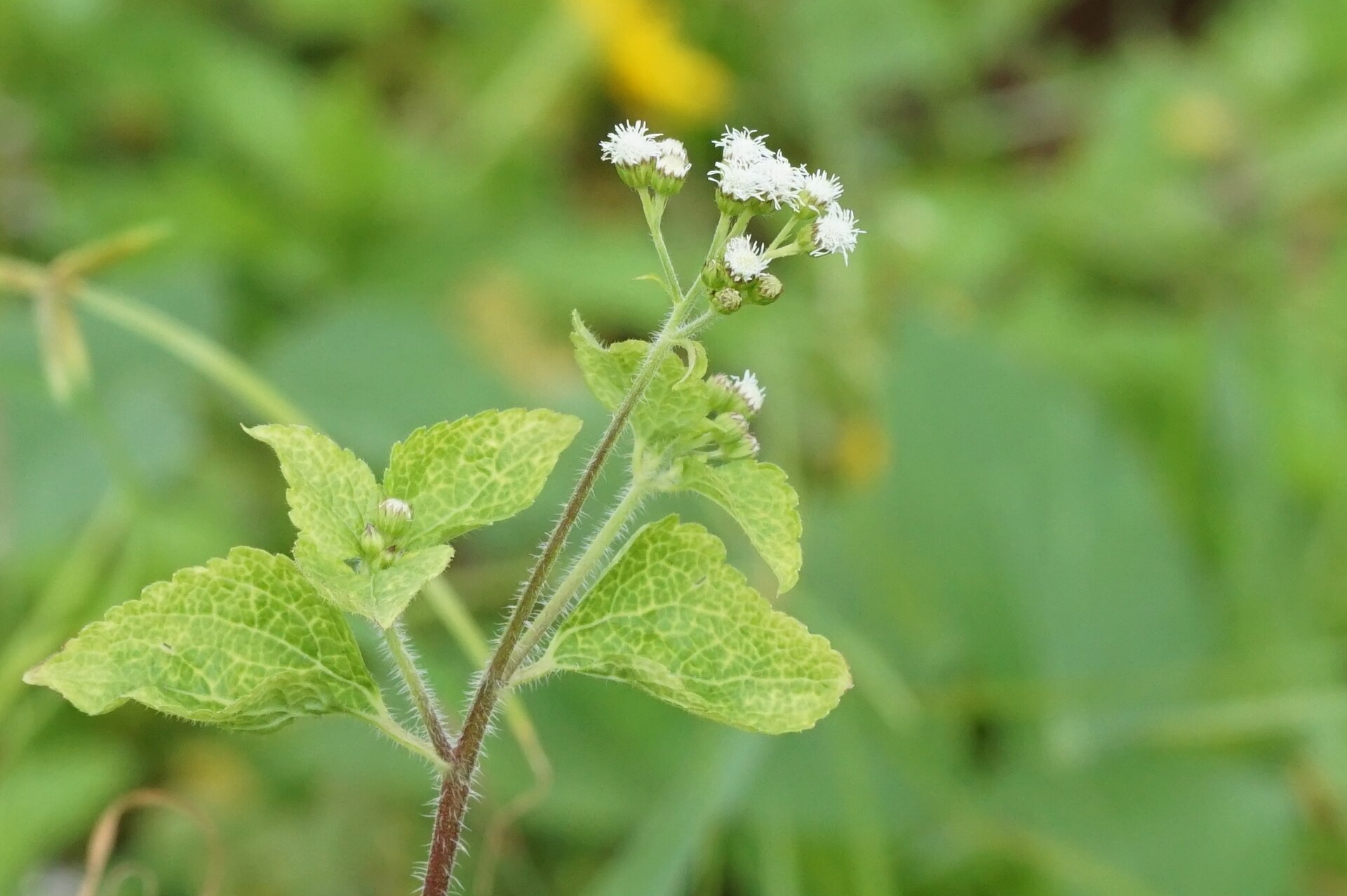 Imagem de referência relacionada a Ageratum, item descrito como género de plantas