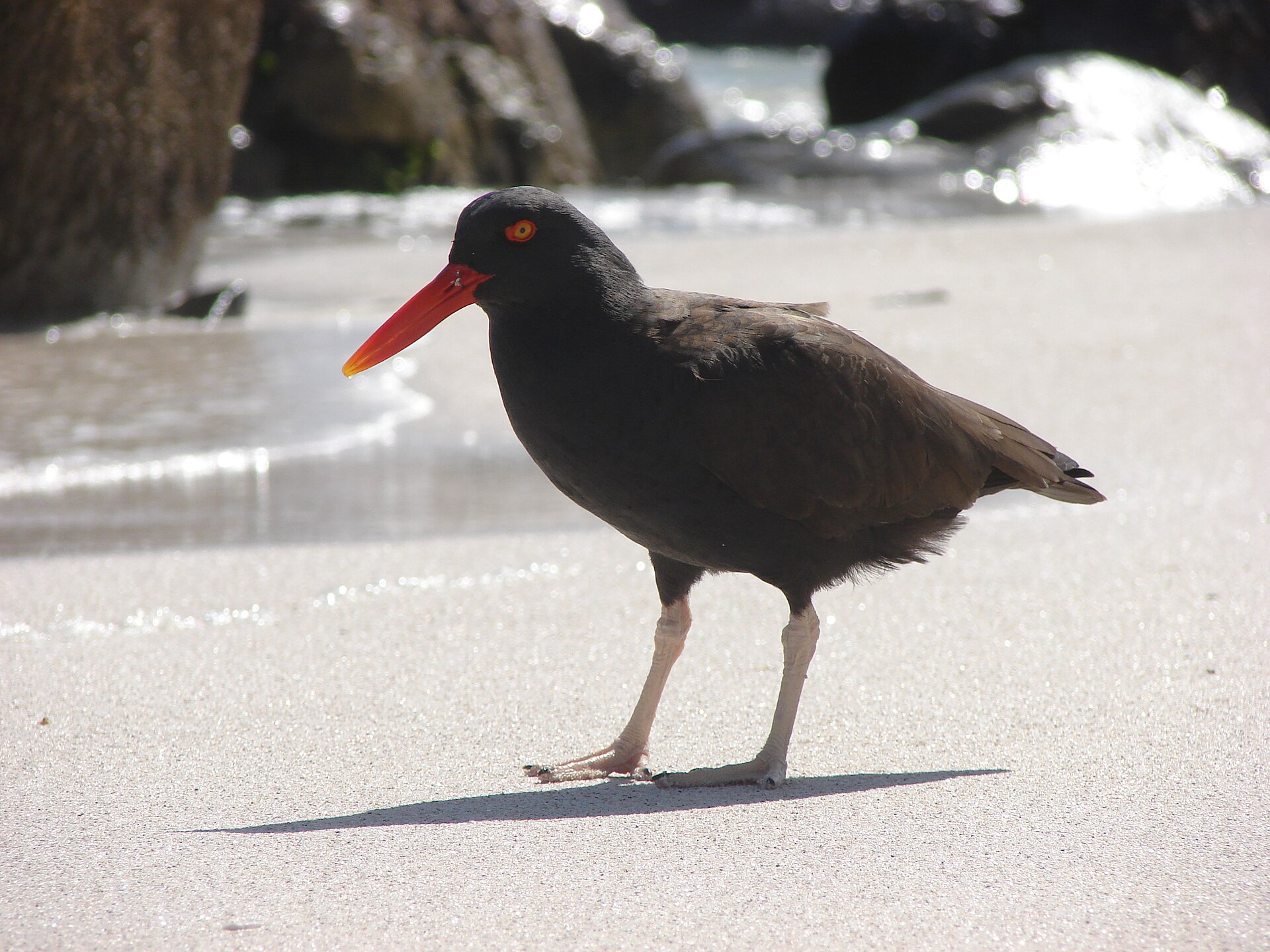 Imagem de referência de Haematopus ater, descrito nos dados abertos como espécie de ave