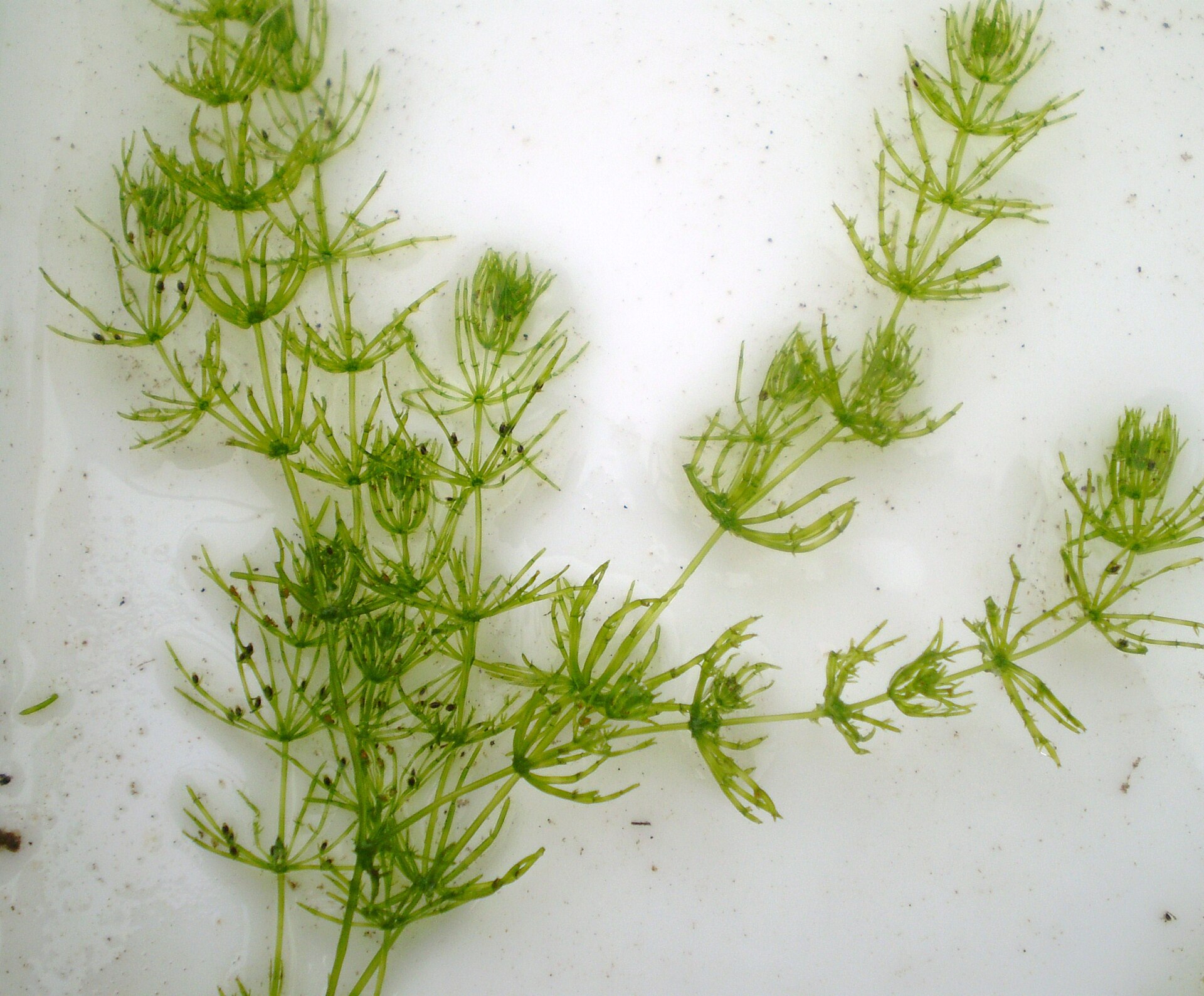 Imagem de referência relacionada a Charophyta, item descrito como um agrupamento parafilético de algas verdes