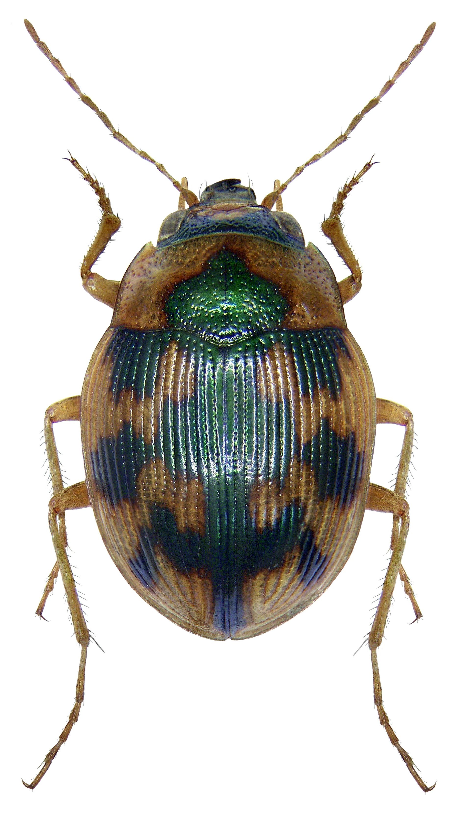 Imagem de referência relacionada a Omophron limbatum, item descrito como espécie de inseto
