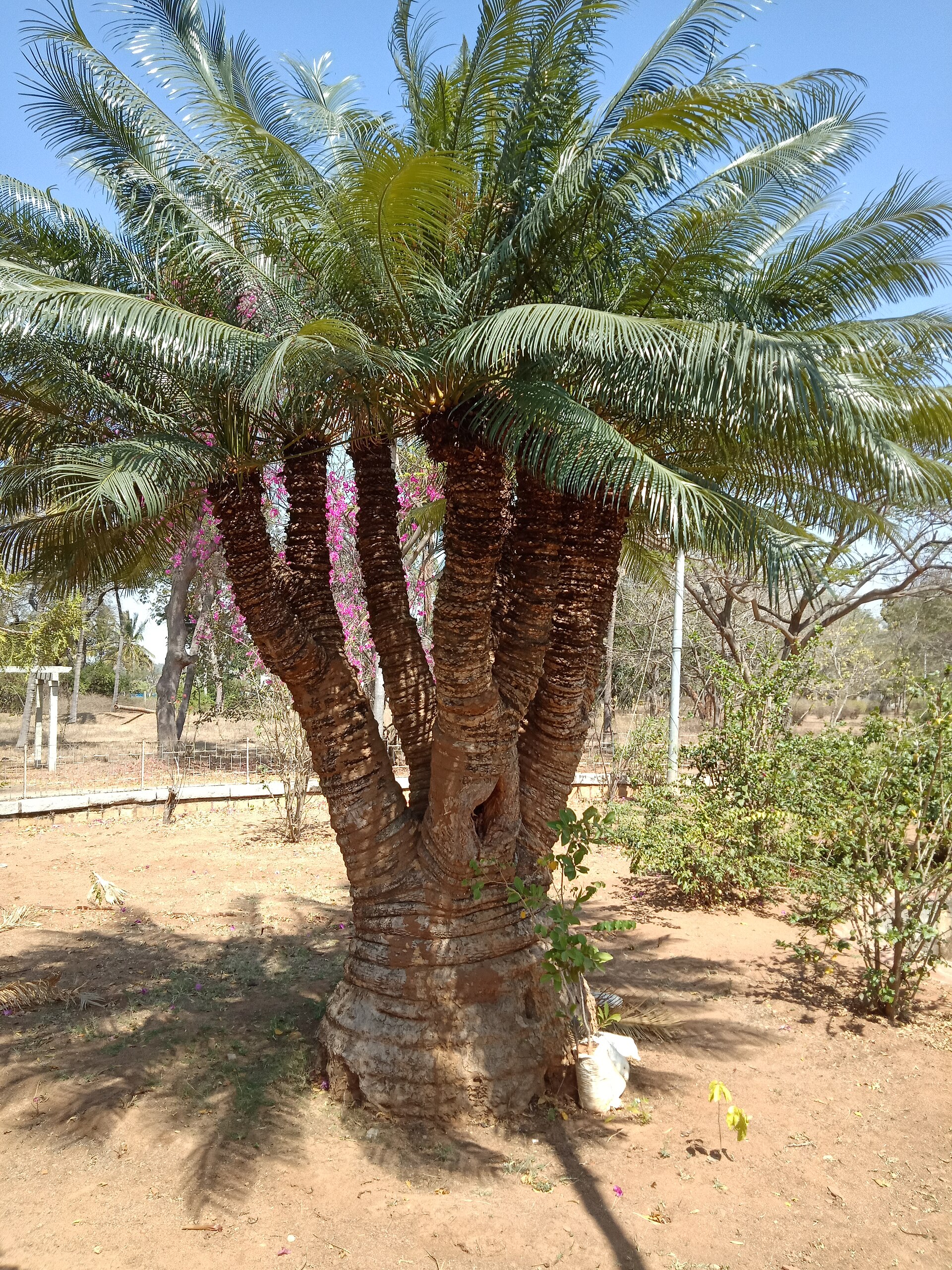 Imagem de referência relacionada a Cycas indica, item descrito como espécie de planta
