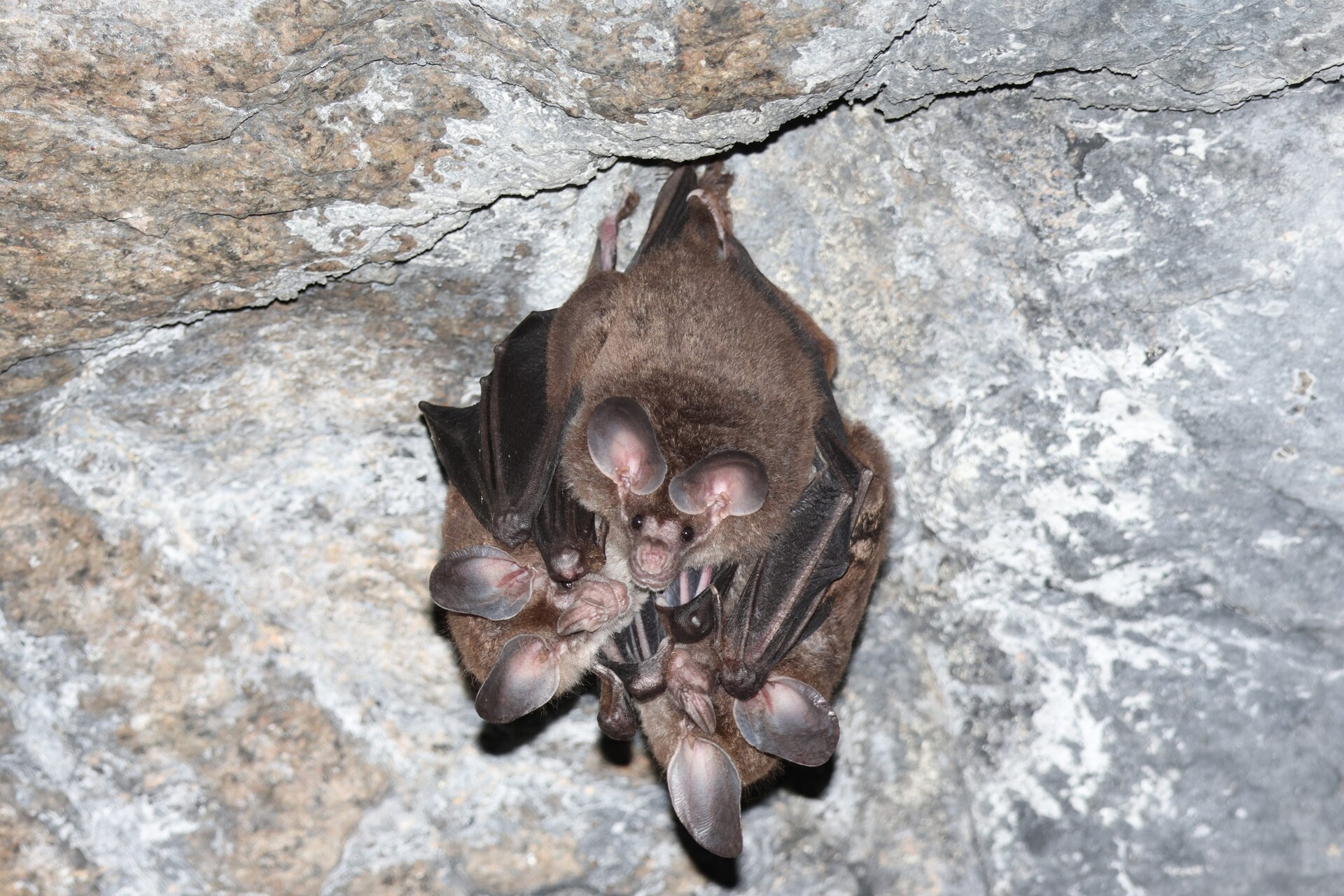 Imagem de referência relacionada a Chrotopterus auritus, item descrito como espécie de mamífero