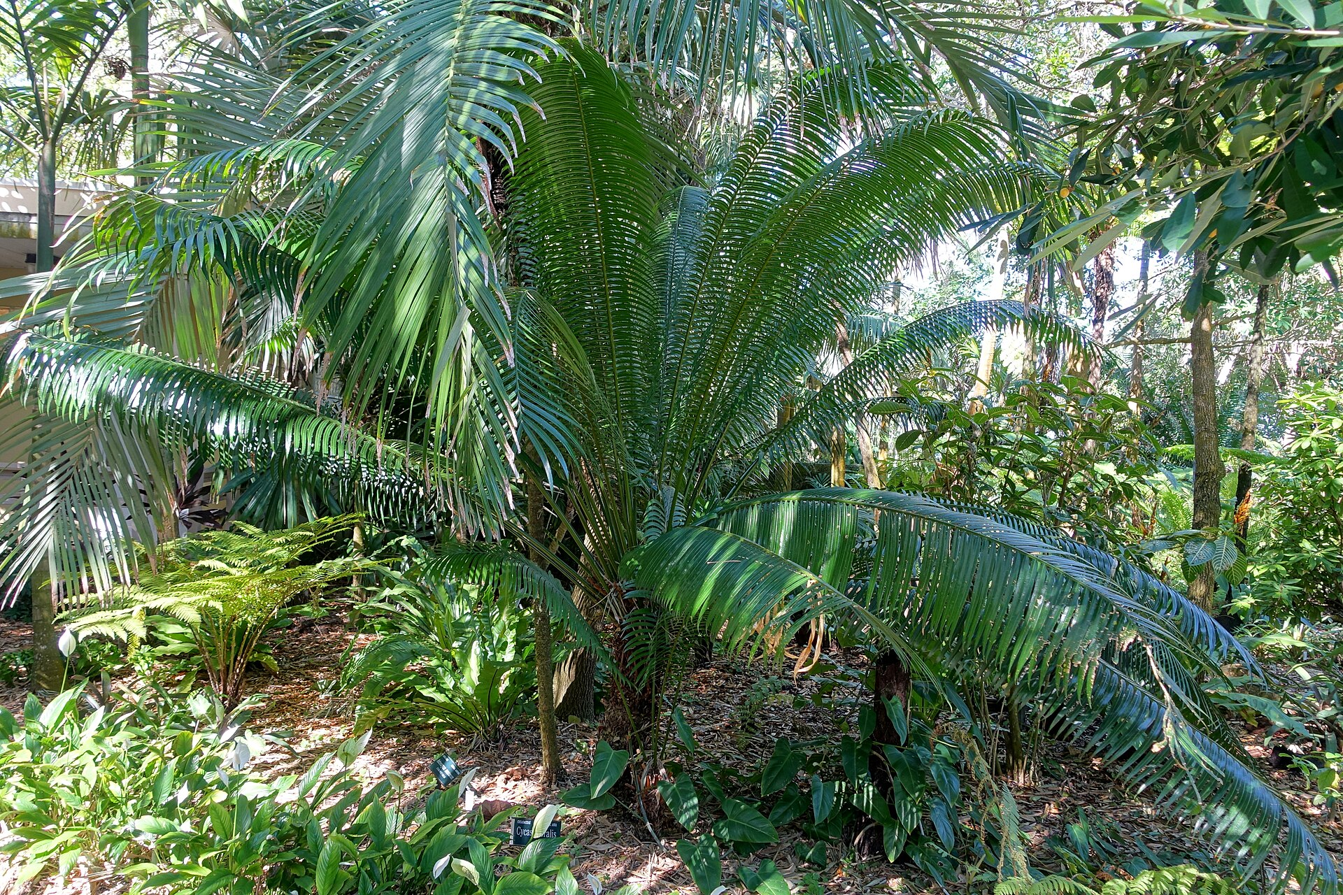 Imagem de referência relacionada a Cycas edentata, item descrito como espécie de planta