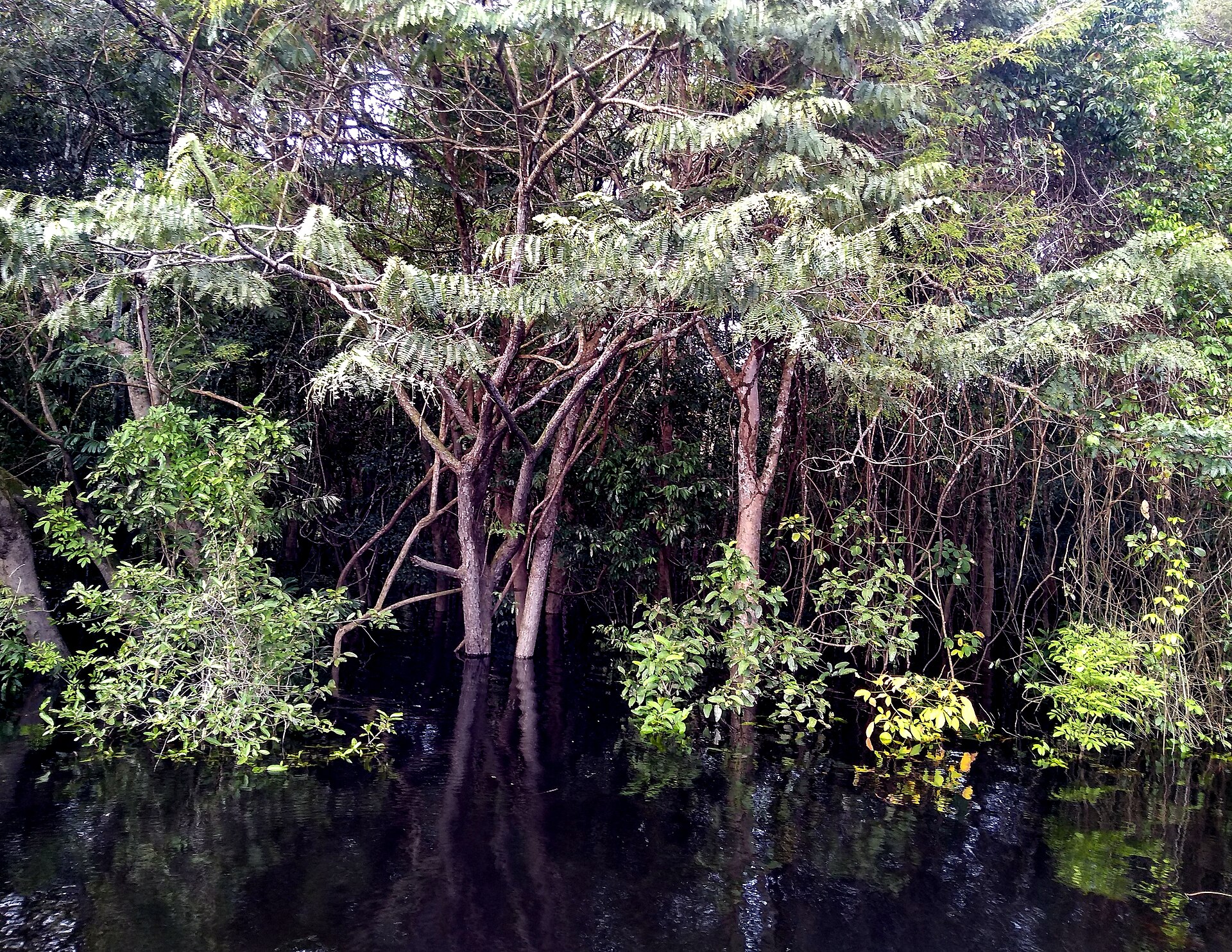 Imagem de referência de Parque Nacional do Rio Novo, descrito nos dados abertos como unidade de conservação da natureza pertencente ao governo federal brasileiro