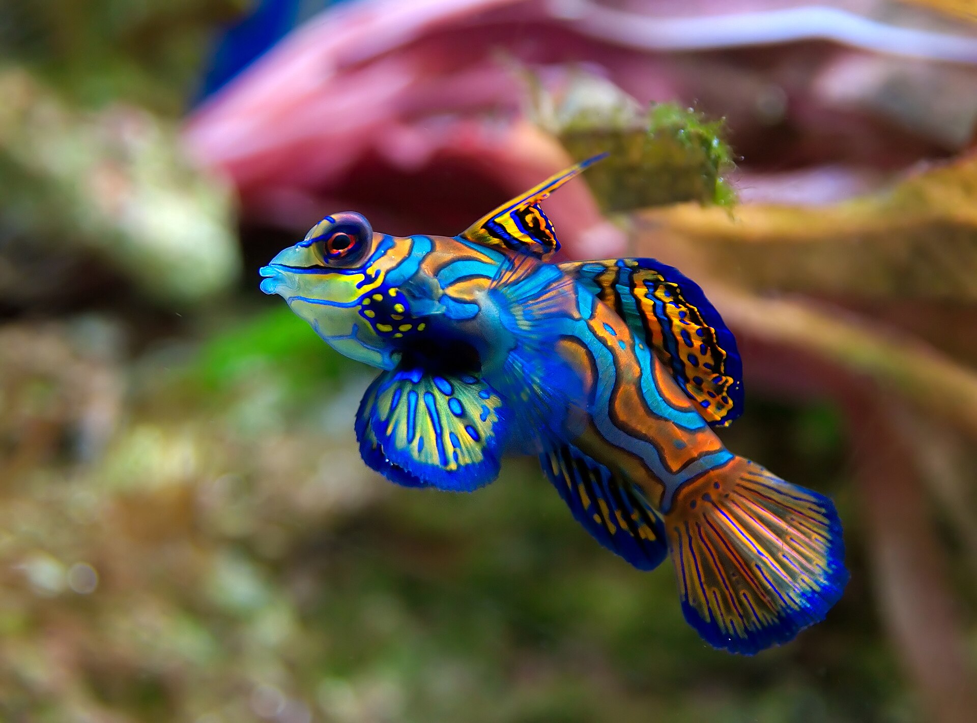 Imagem de referência relacionada a Mandarim-real, item descrito como espécie de peixe