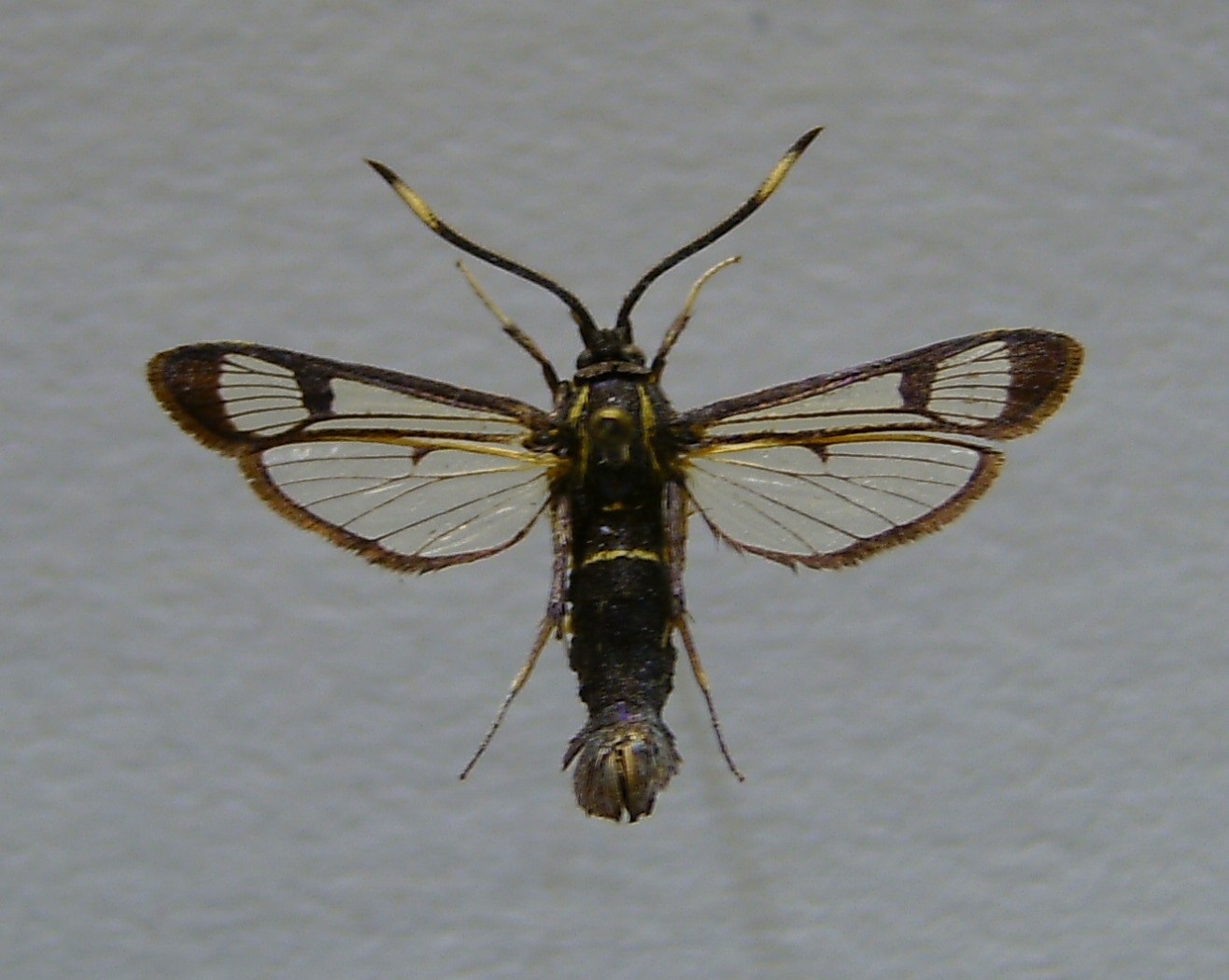 Imagem de referência de Synanthedon spheciformis, descrito nos dados abertos como espécie de inseto