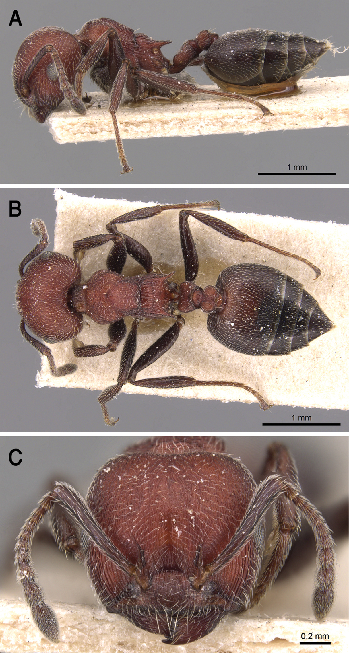 Imagem de referência relacionada a Crematogaster mimosae, item descrito como espécie de inseto