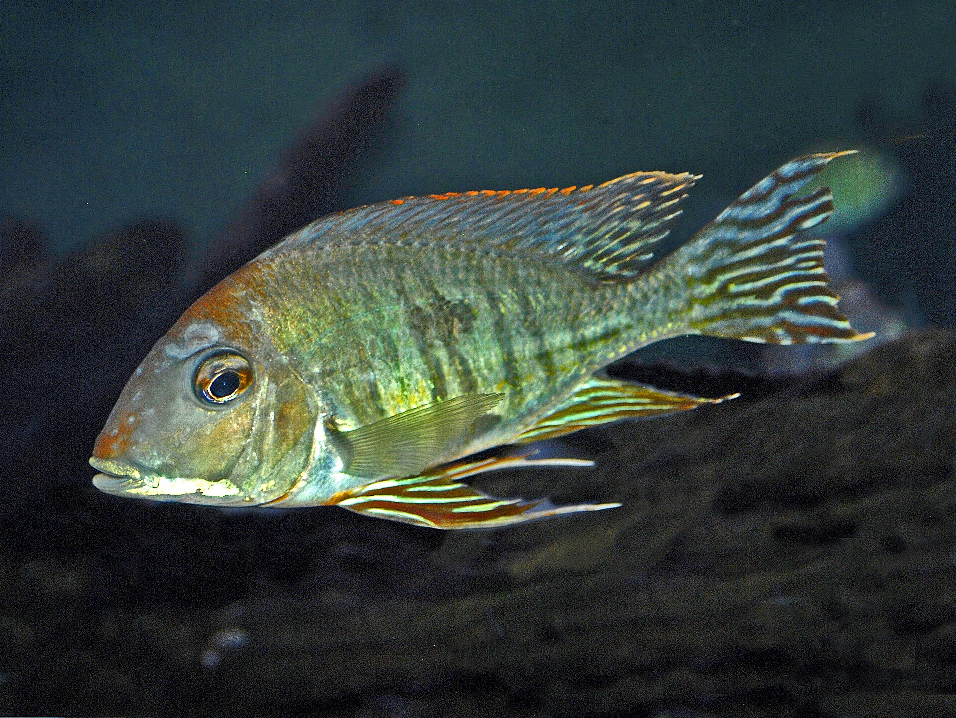 Imagem de referência relacionada a Geophagus altifrons, item descrito como registro de referência sobre Geophagus altifrons, organizado a partir de dados estruturados abertos