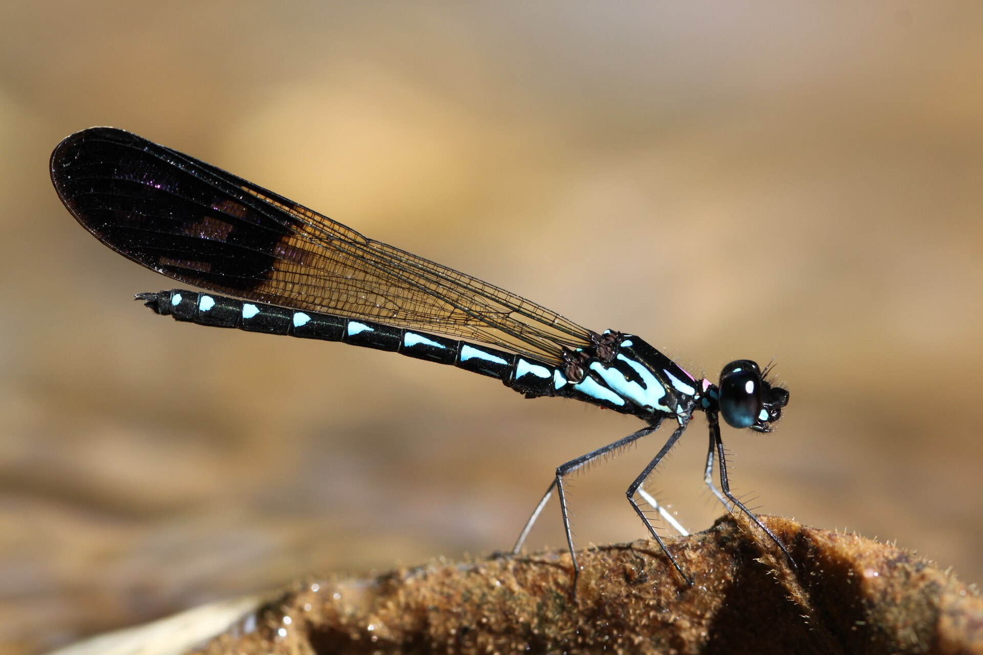 Imagem de referência de Heliocypha perforata, descrito nos dados abertos como espécie de inseto