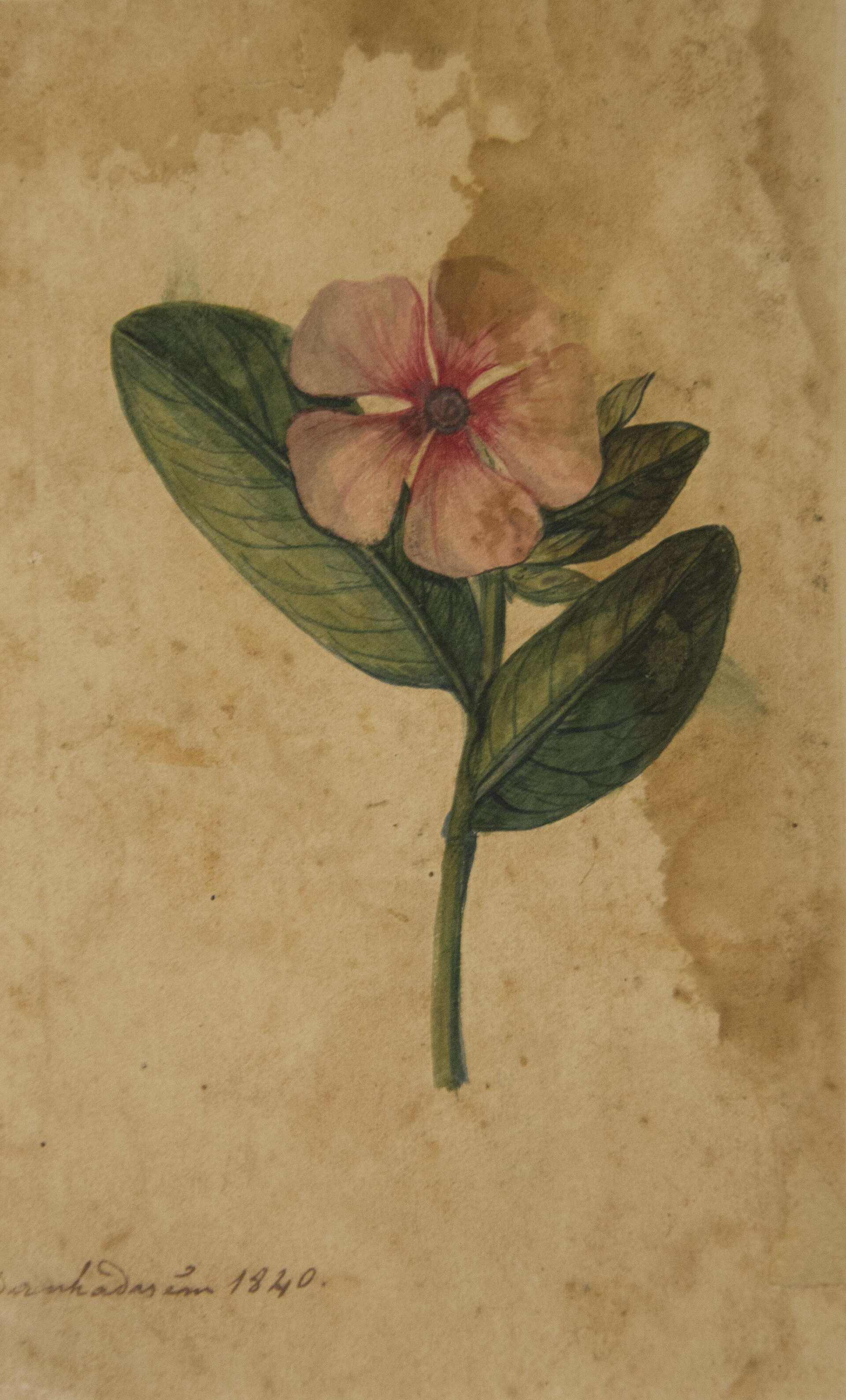 Imagem de referência de Desenho de Plantas - Álbum M A B A D - Prancha N.2, descrito nos dados abertos como pintura da coleção do Museu Paulista - 3/3