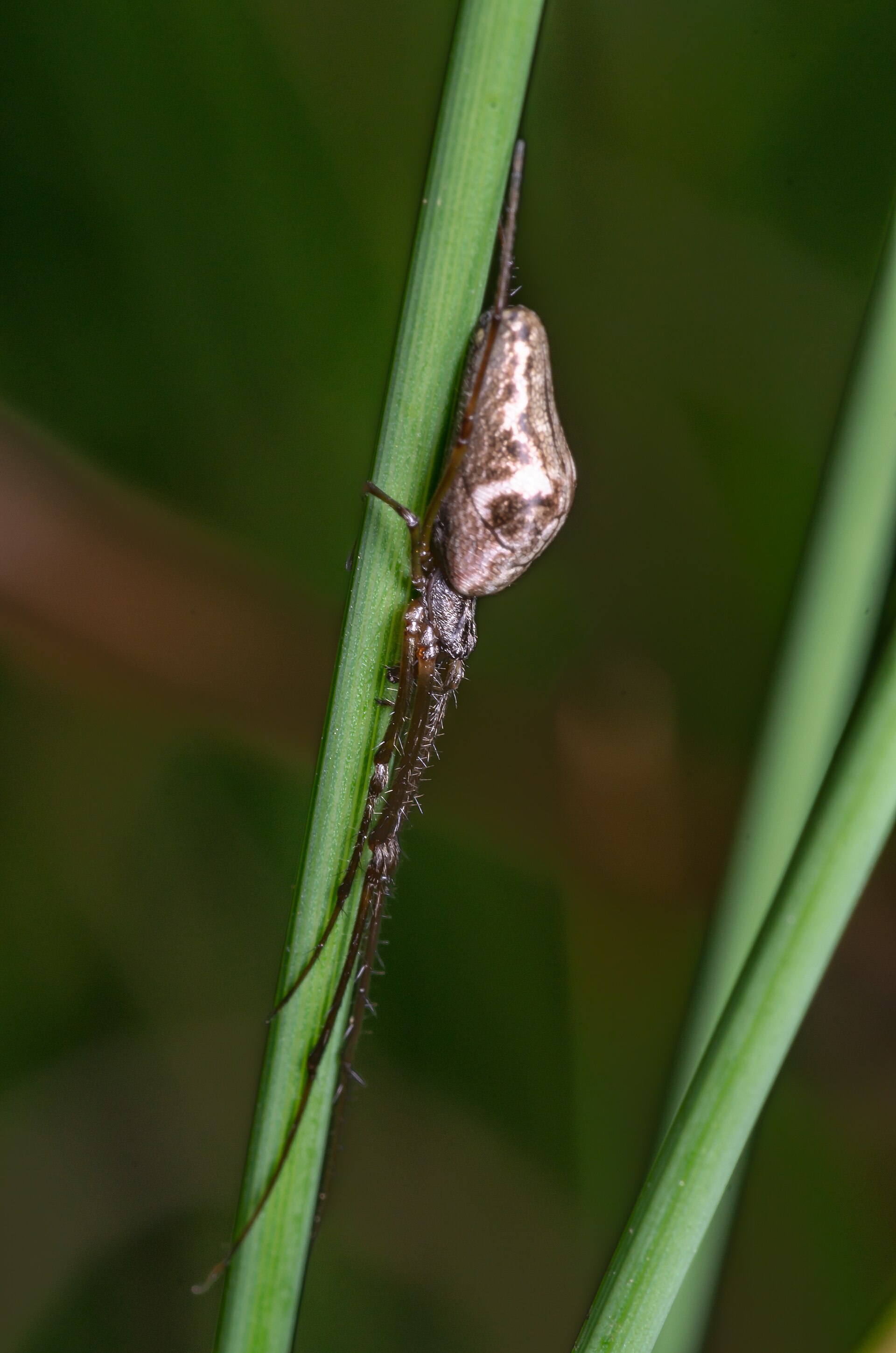 Imagem de referência de Tetragnatha nigrita, descrito nos dados abertos como espécie de aracnídeo