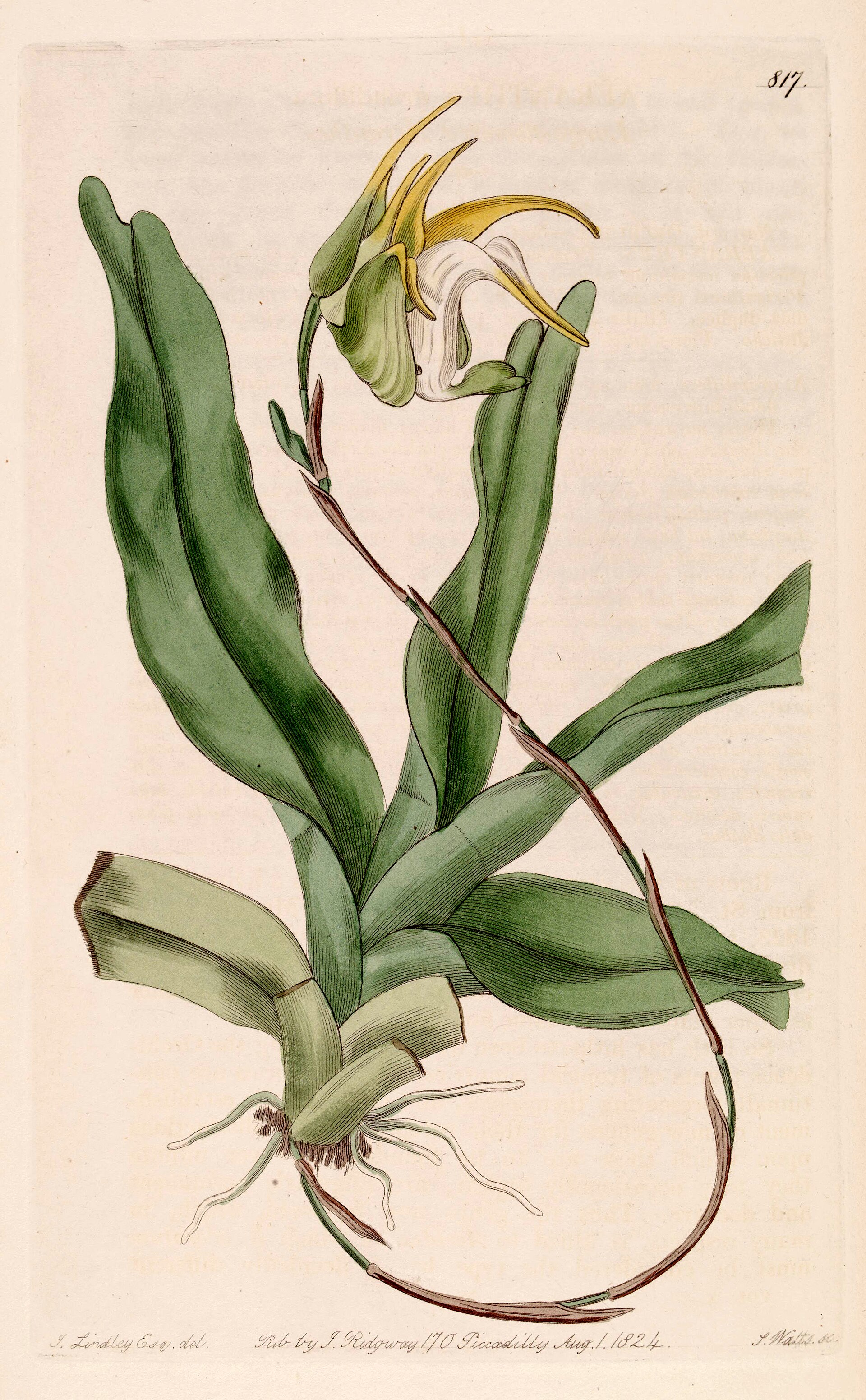 Imagem de referência relacionada a Aeranthes, item descrito como género de plantas
