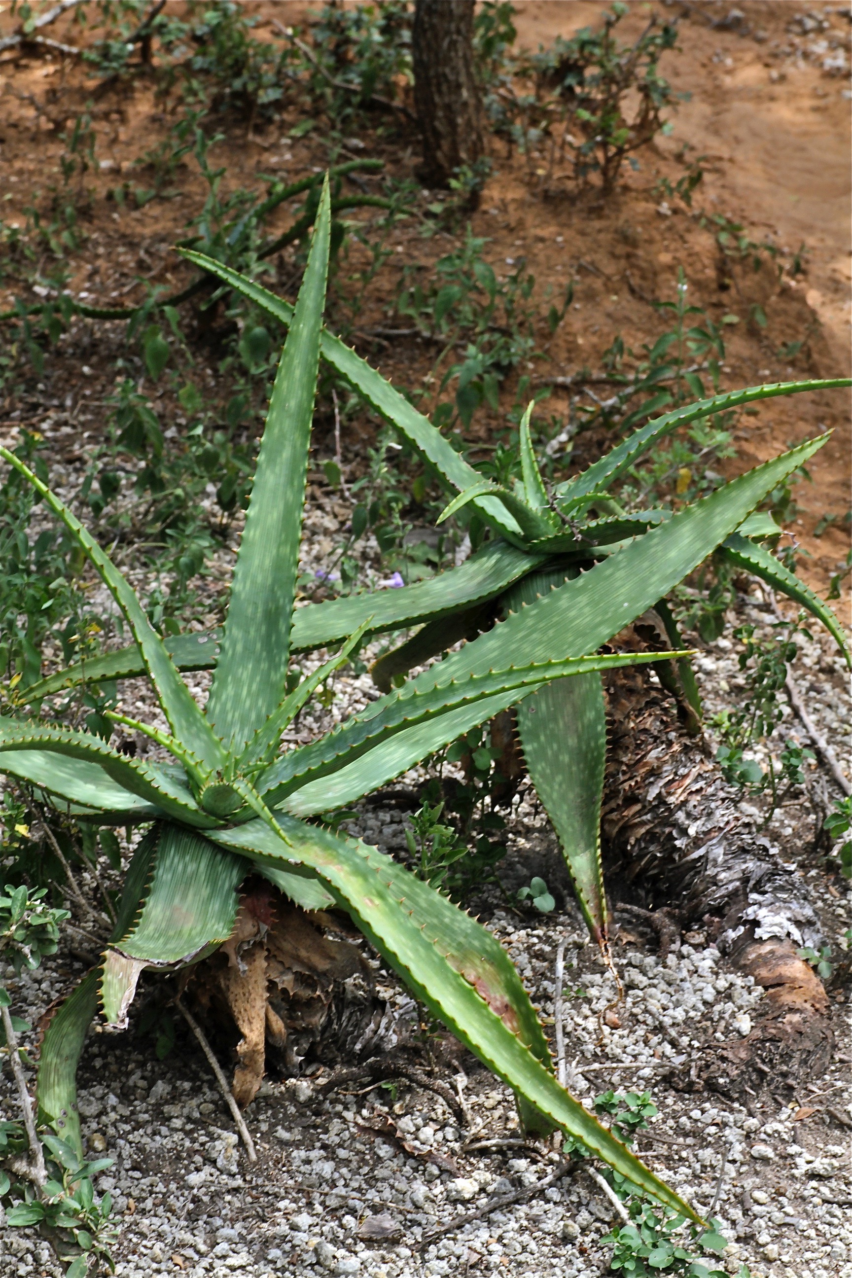 Imagem de referência relacionada a Aloe mudenensis, item descrito como espécie de planta
