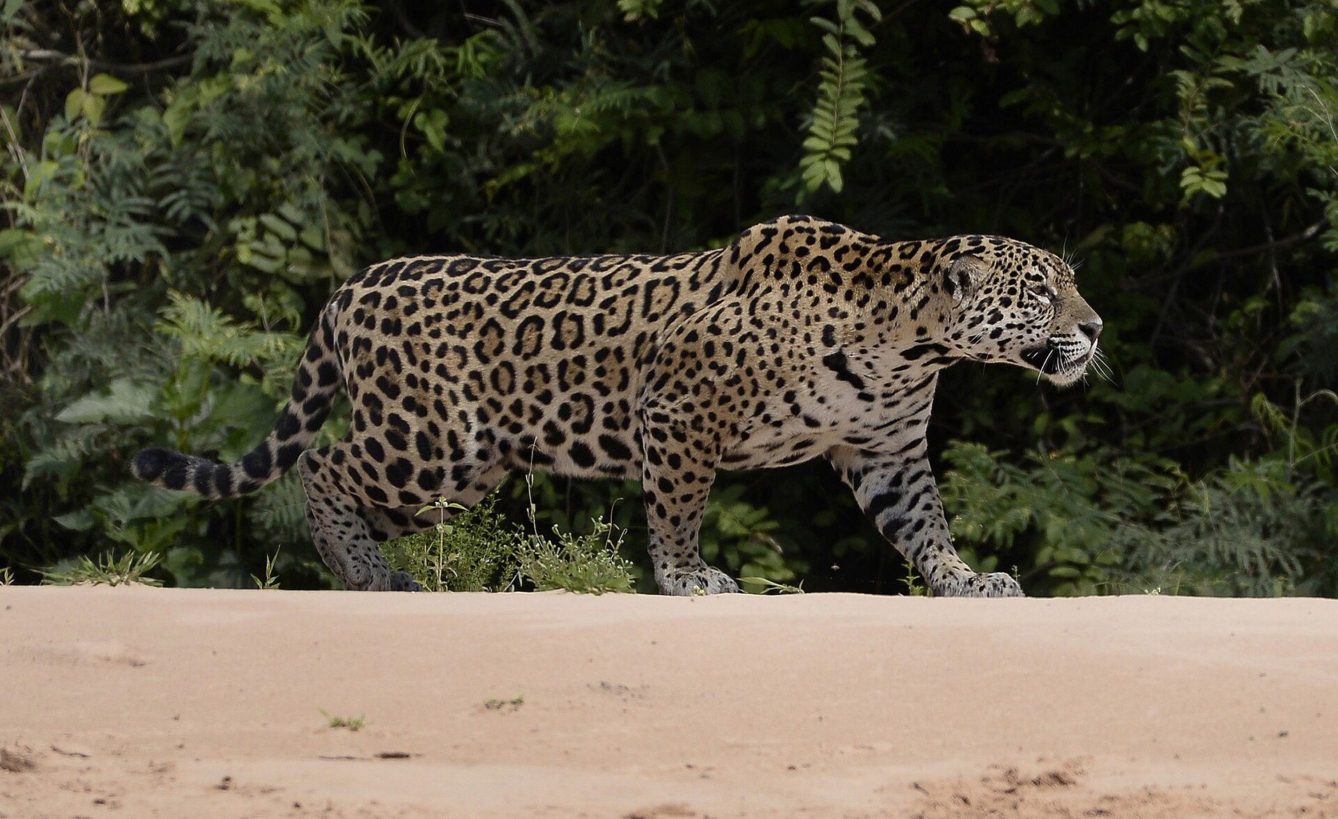 Imagem de referência de Área de Conservação do Pantanal, descrito nos dados abertos como património Natural da Humanidade no Brasil