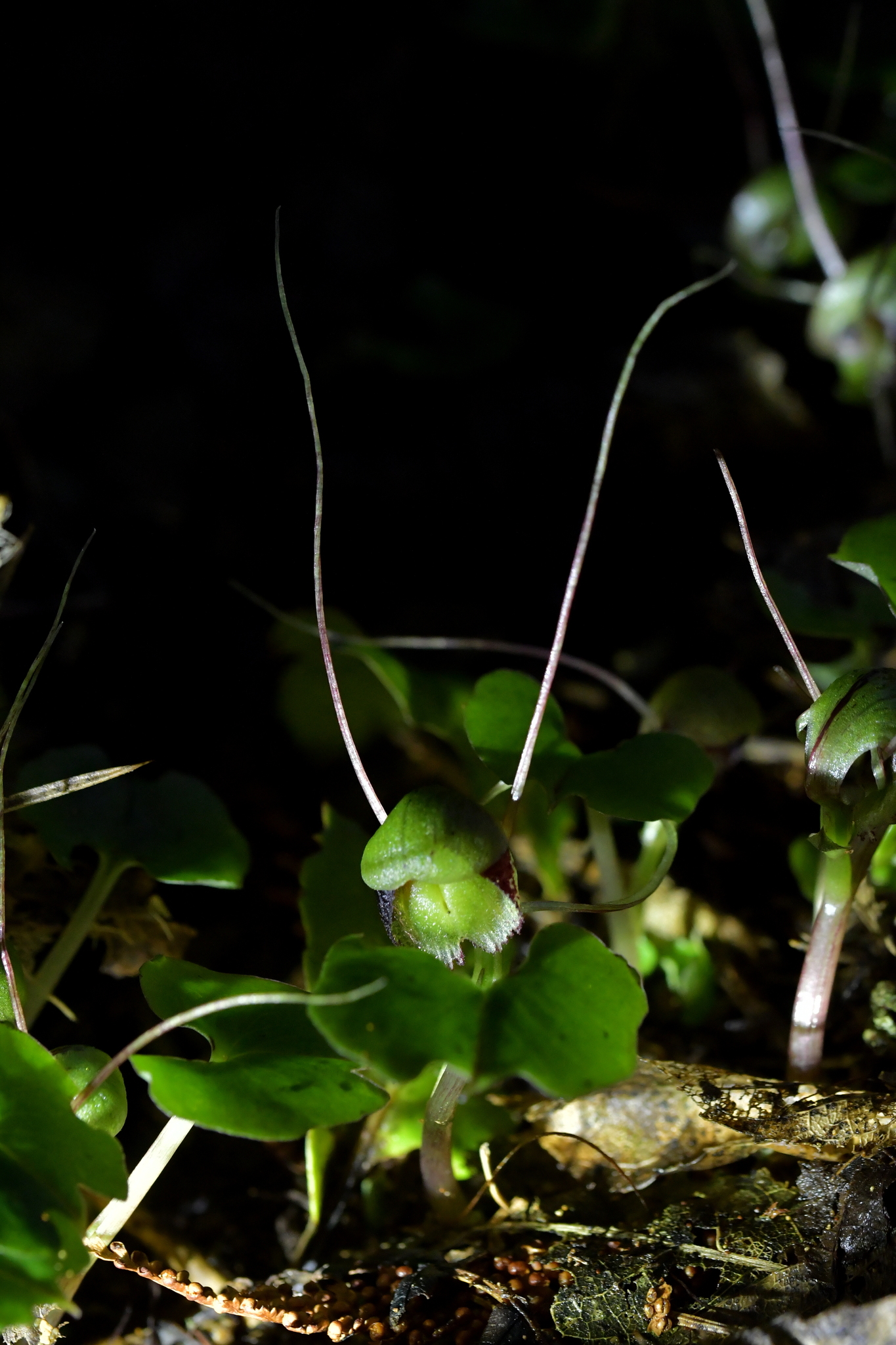 Imagem de referência relacionada a Corybas trilobus, item descrito como espécie de planta