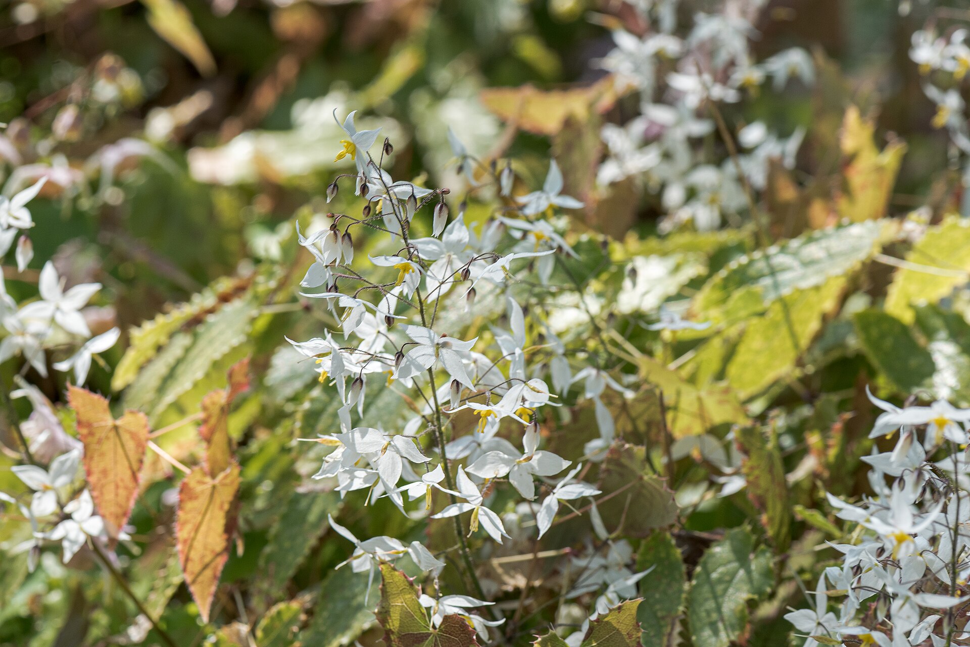 Imagem de referência relacionada a Epimedium brevicornum, item descrito como espécie de planta