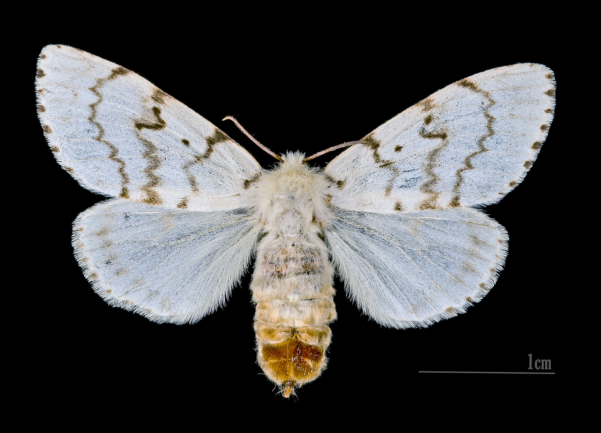 Imagem de referência relacionada a Mariposa-cigana, item descrito como espécie de inseto
