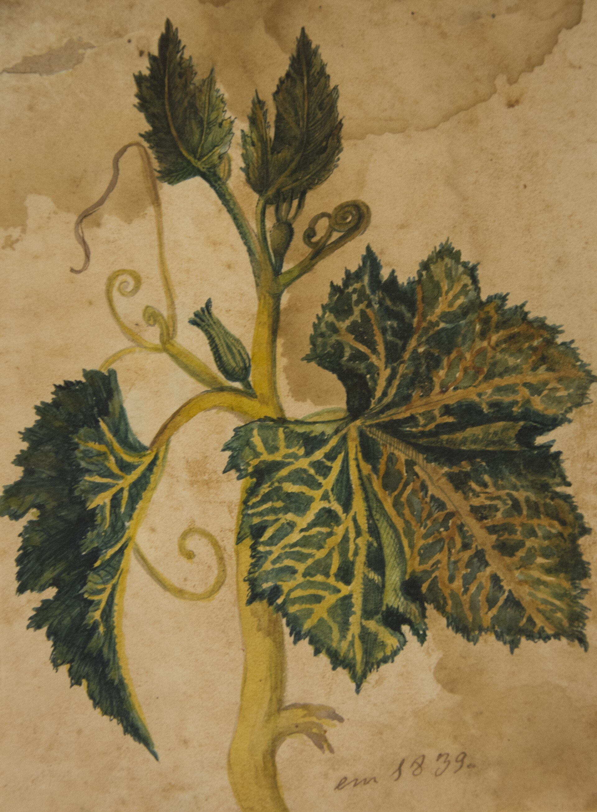 Imagem de referência de Desenho de Planta - Álbum M A B A D - Prancha N.3, descrito nos dados abertos como pintura da coleção do Museu Paulista - 1/2