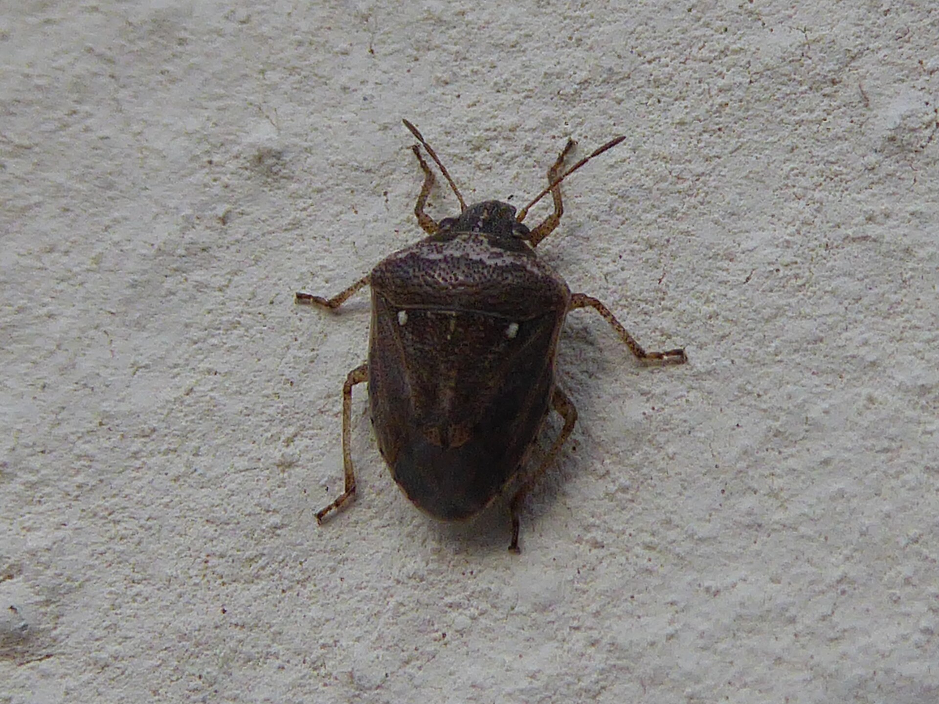 Imagem de referência de Eysarcoris ventralis, descrito nos dados abertos como espécie de inseto