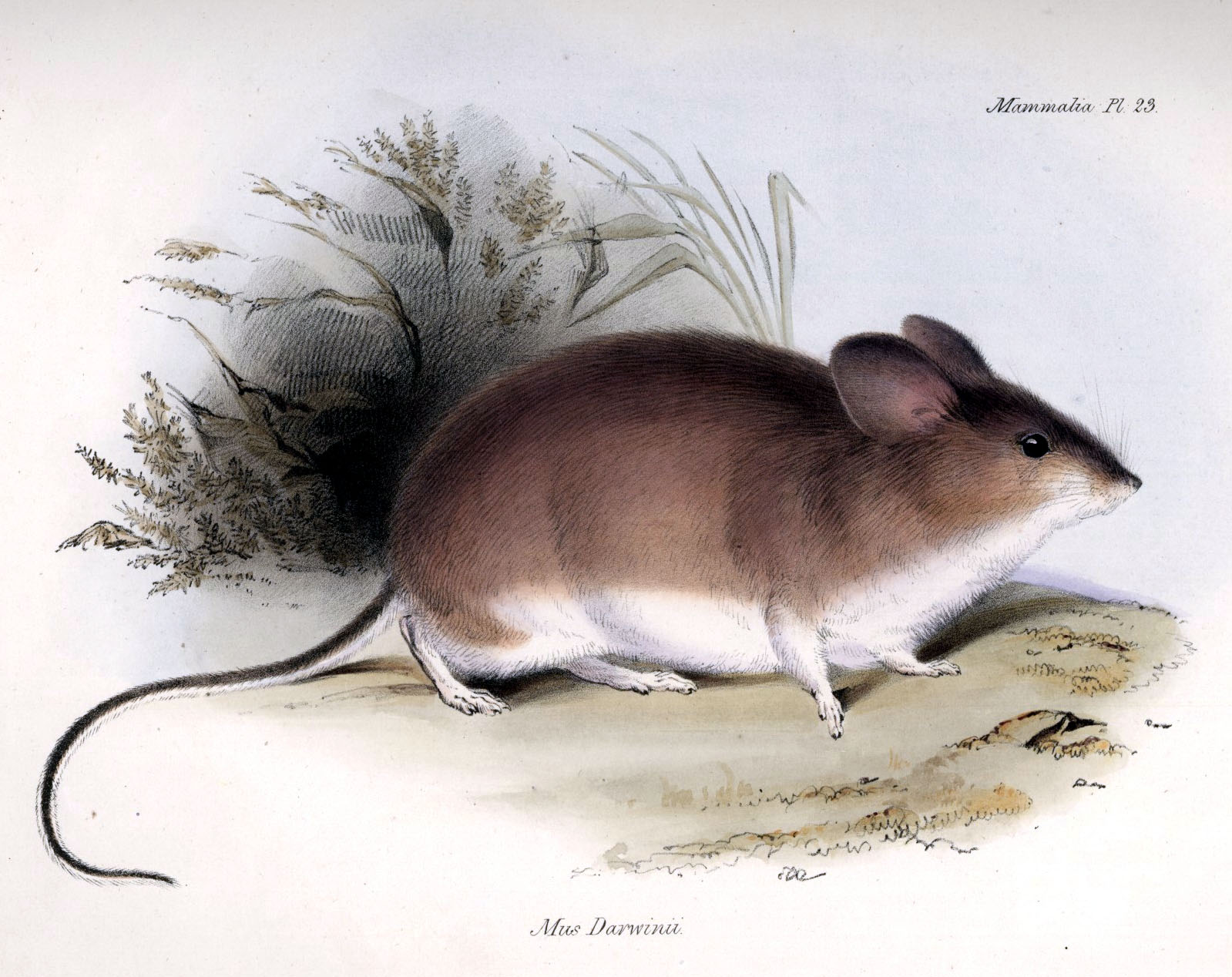 Imagem de referência de Phyllotis darwini, descrito nos dados abertos como espécie de mamífero