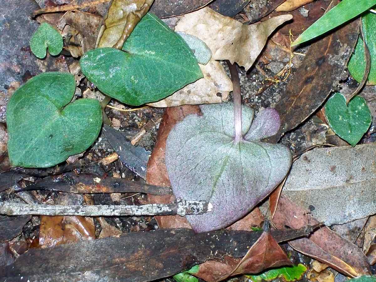 Imagem de referência relacionada a Acianthus, item descrito como género de plantas