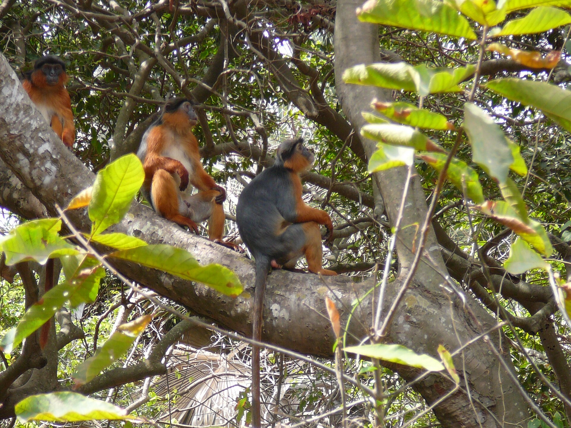 Imagem de referência relacionada a Piliocolobus, item descrito como género de mamíferos