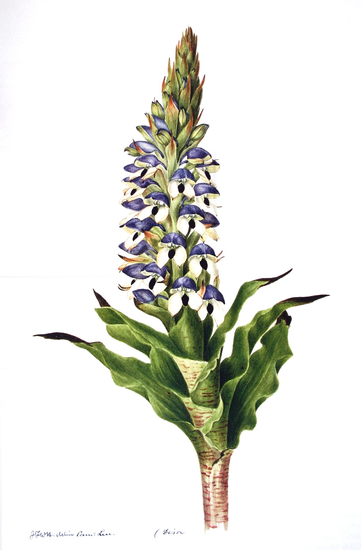 Imagem de referência relacionada a Amphigena, item descrito como género de plantas