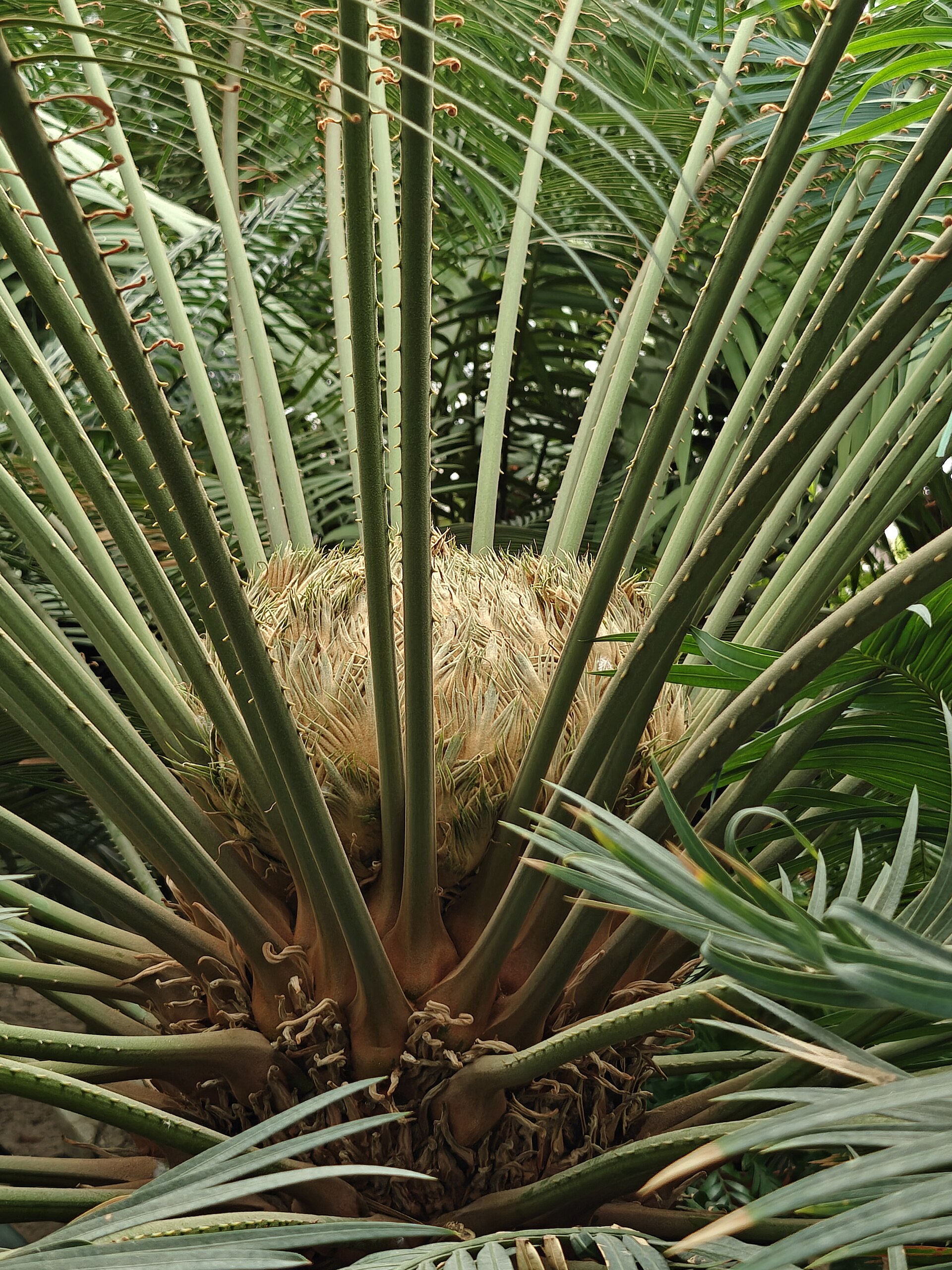 Imagem de referência relacionada a Cycas elongata, item descrito como espécie de planta